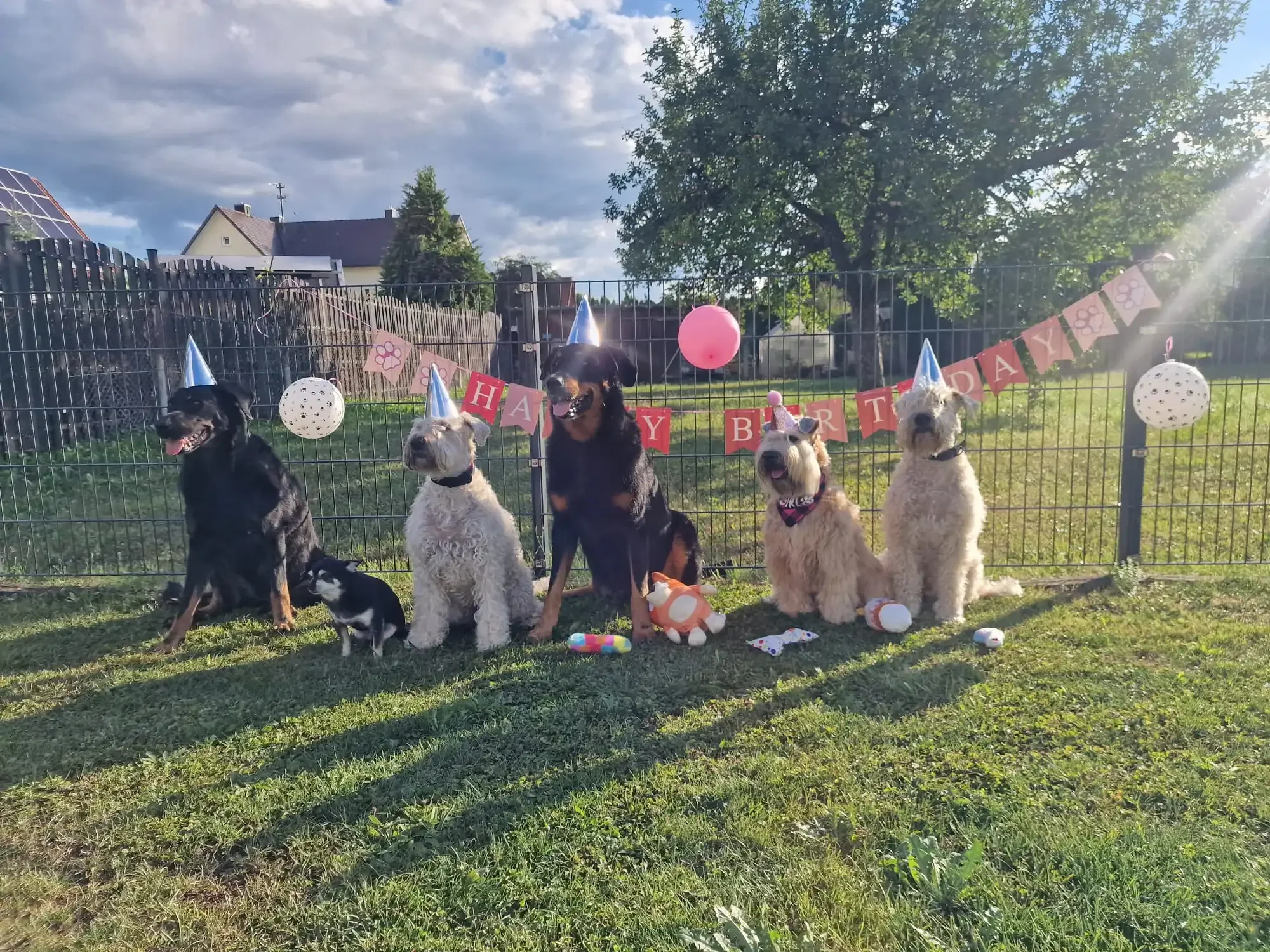Hundegeburtstag