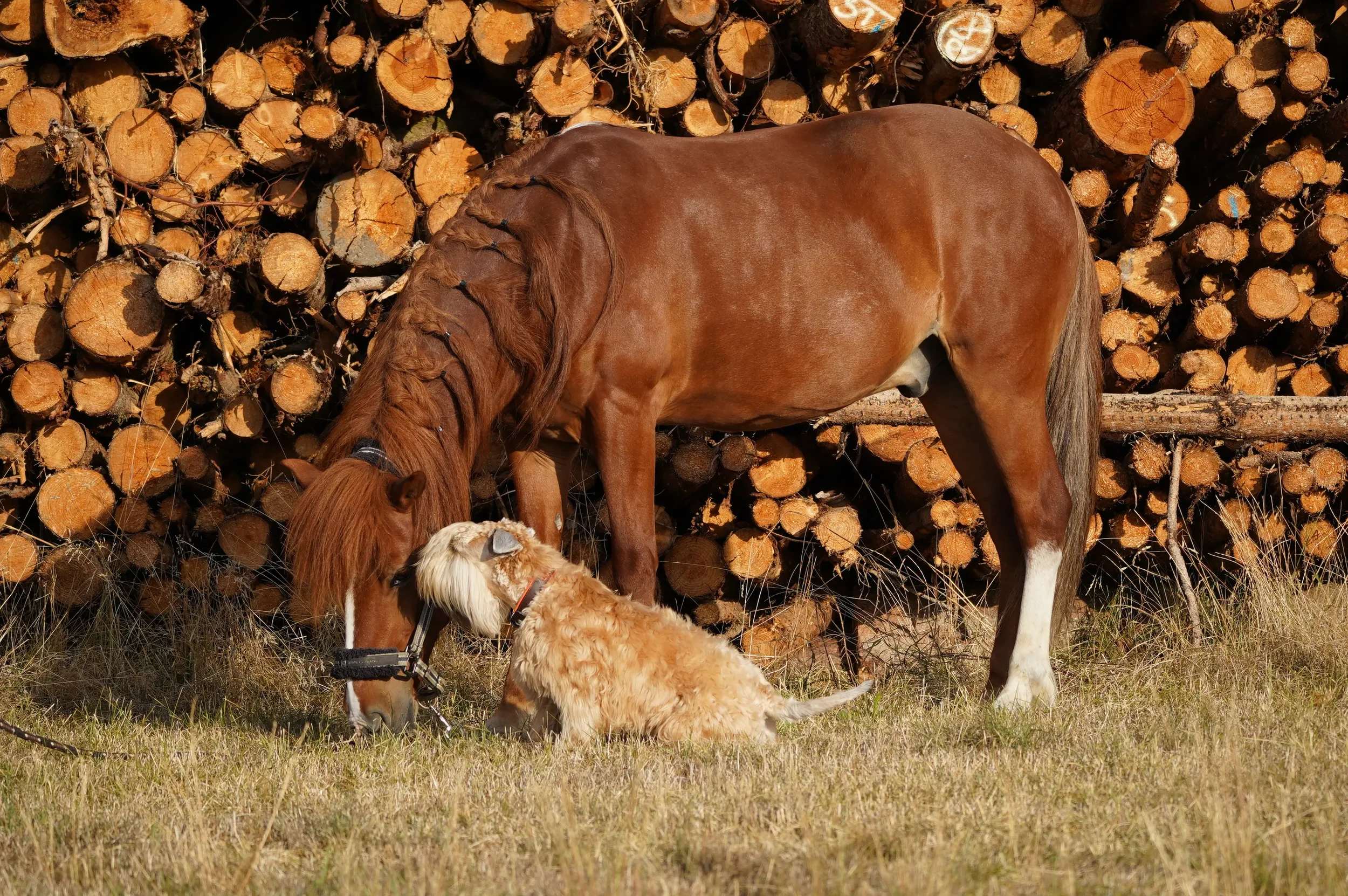 Lia mit Dreki