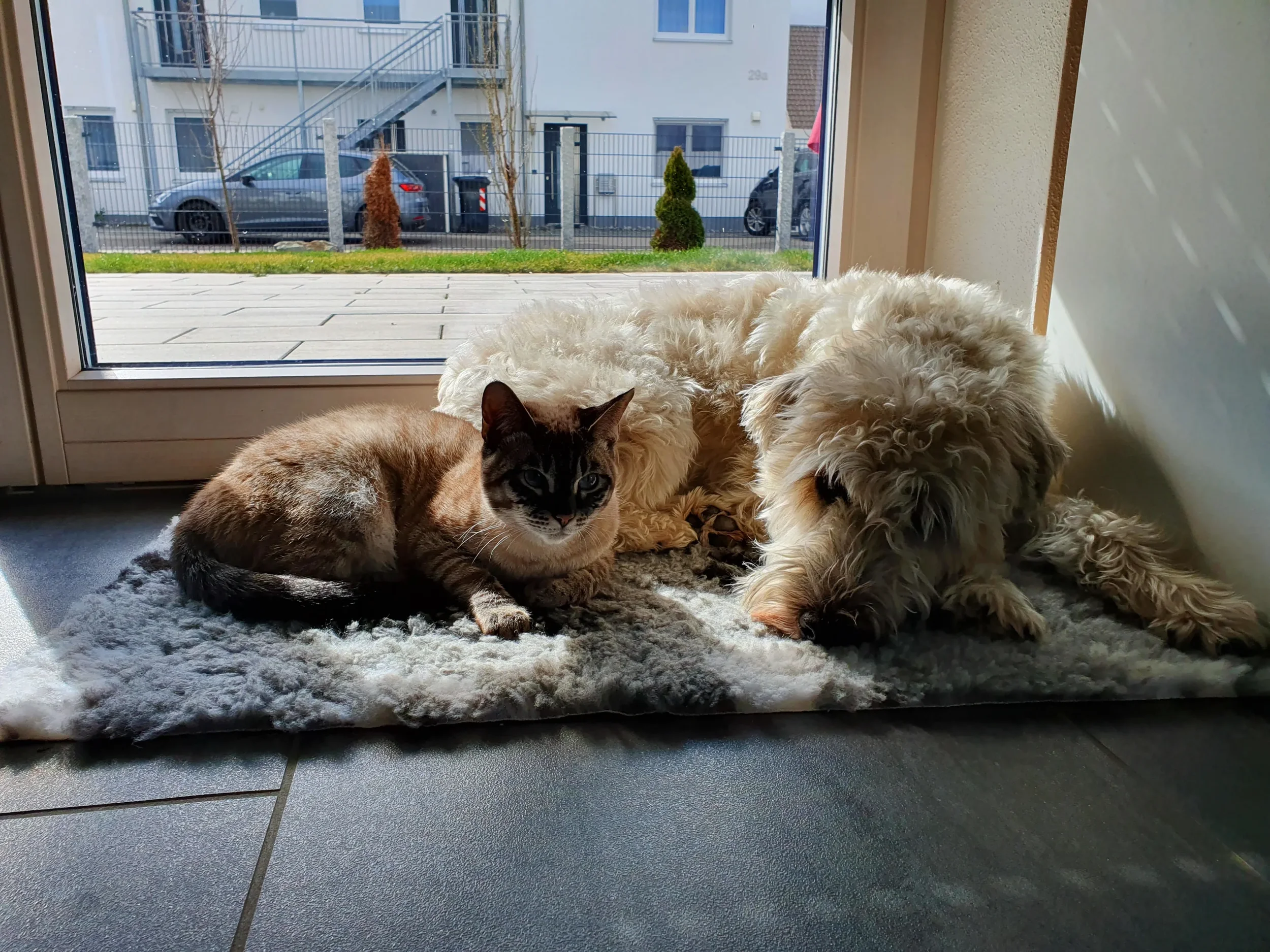 Billy mit Nala