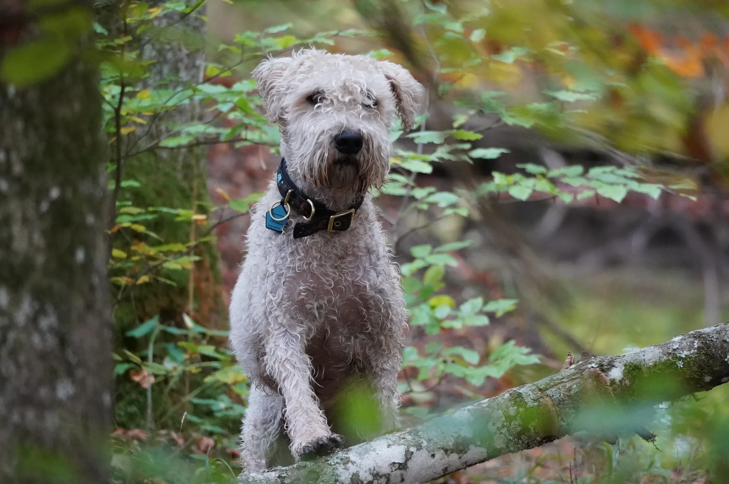 Billy im Wald