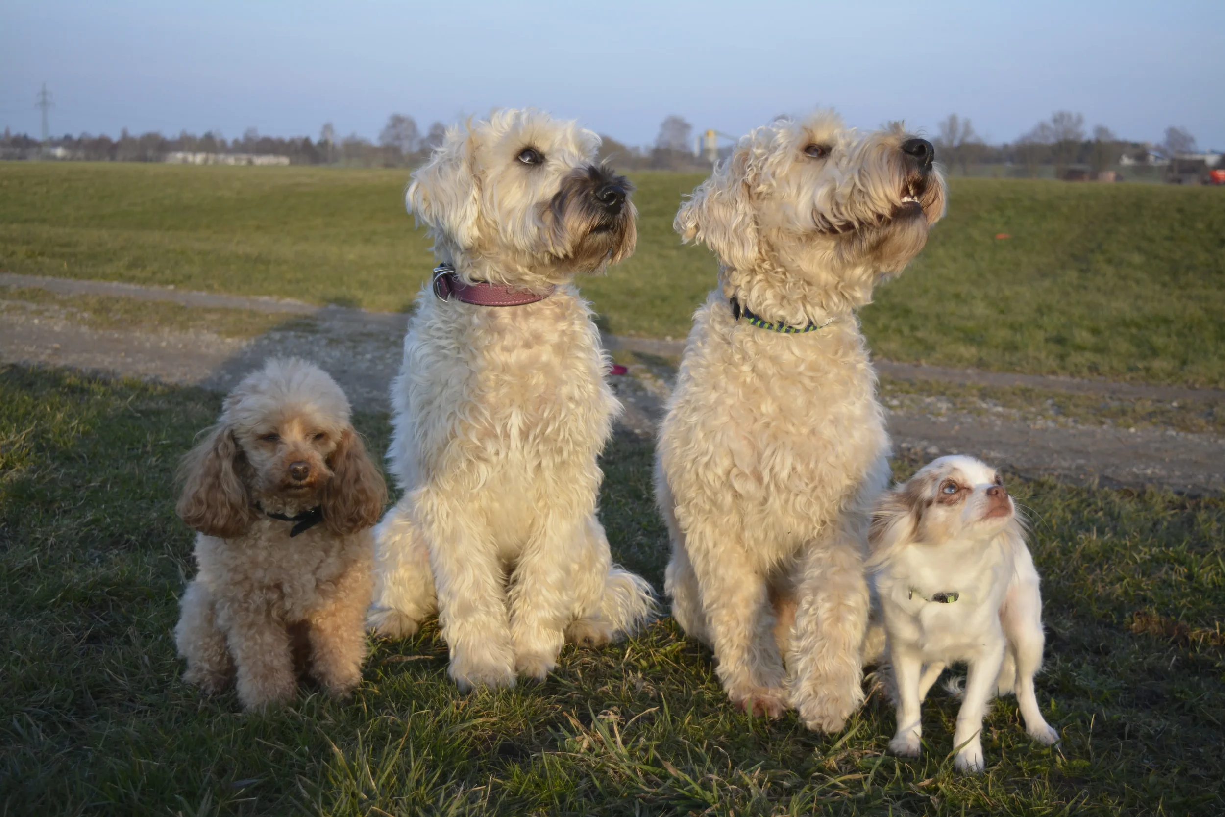 Billy und Samba mit Leila und Tequila