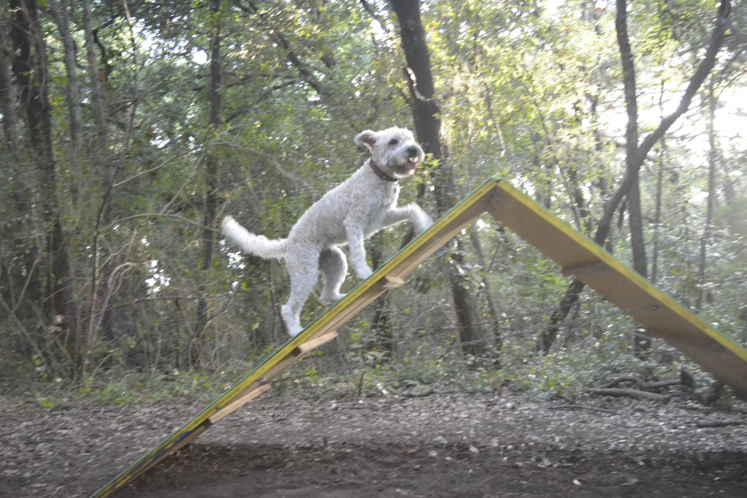Billy im Agility-Parcours