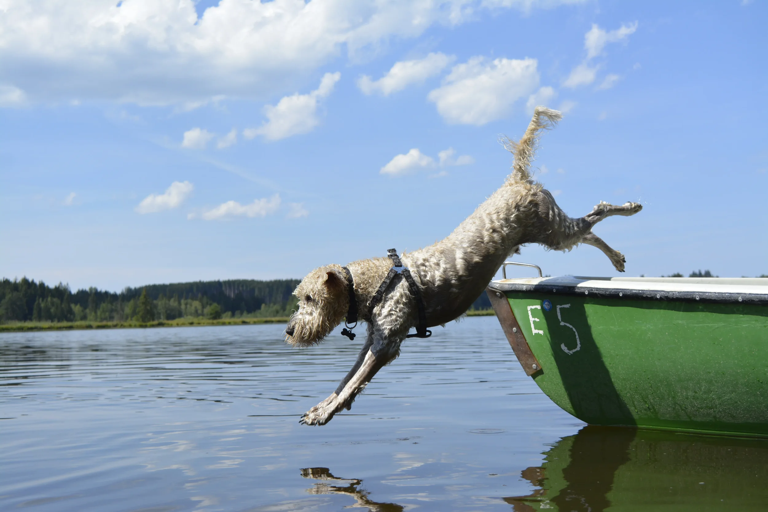 Billy im Sprung vom Boot