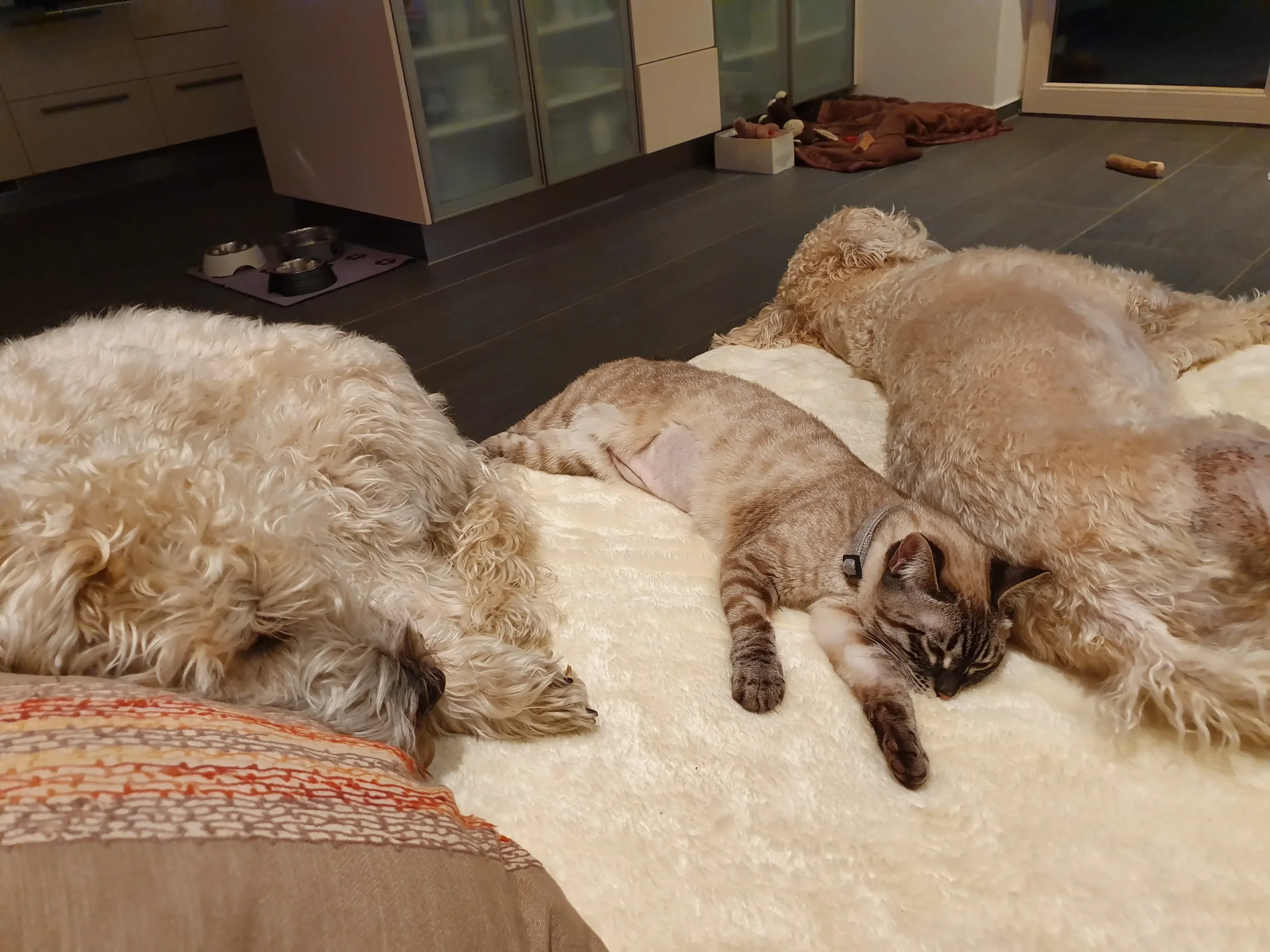 Samba und Billy mit Nala
