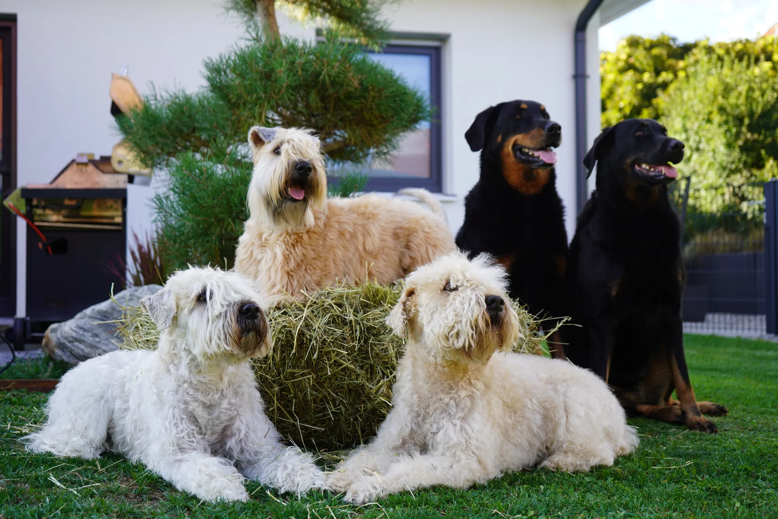 Billy, Samba und Lia mit Roxy und Saphira