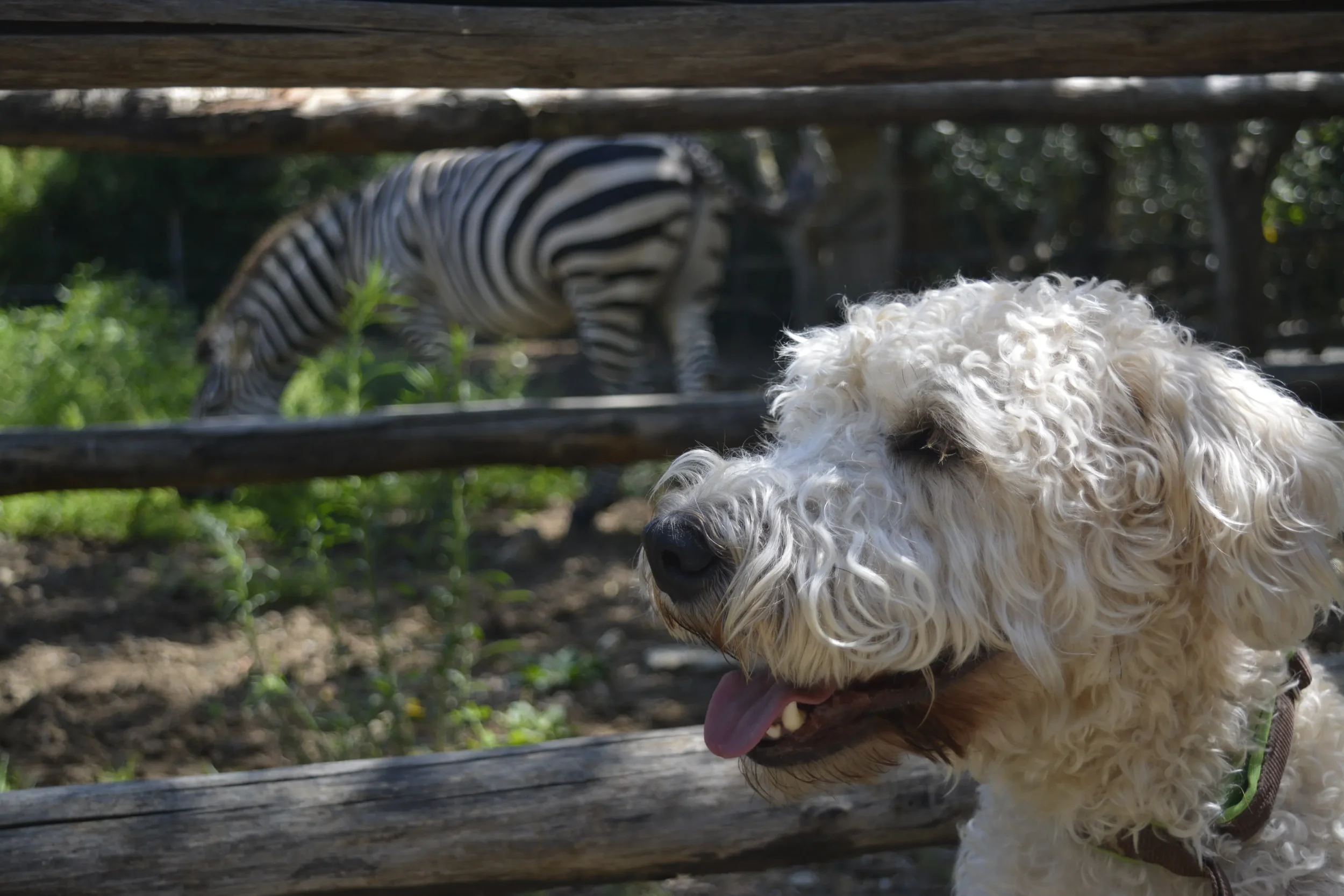 Billy mit einem Zebra