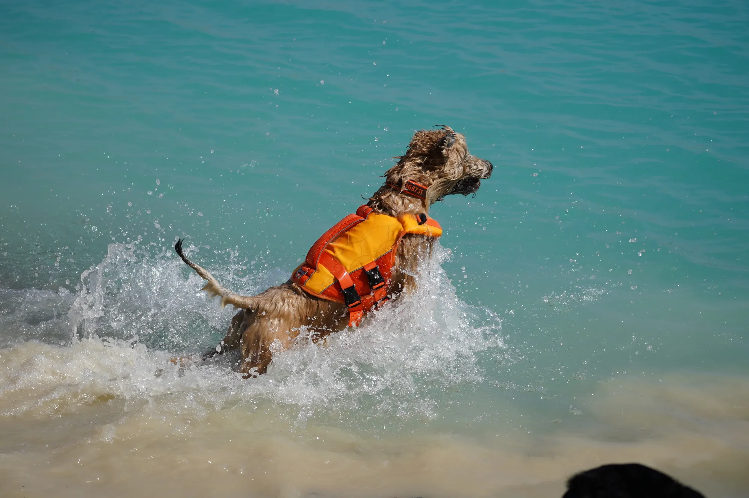 Lia im Wasser