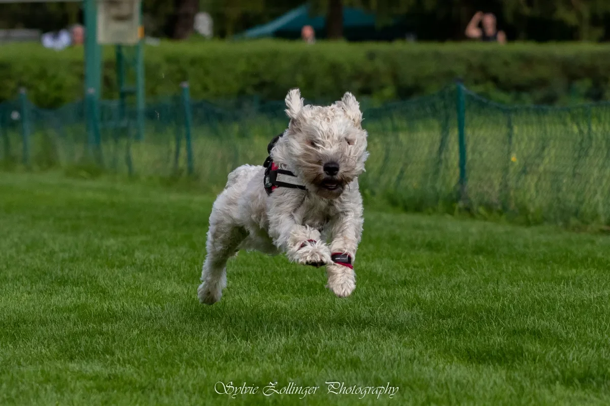 Samba beim Hunderennen