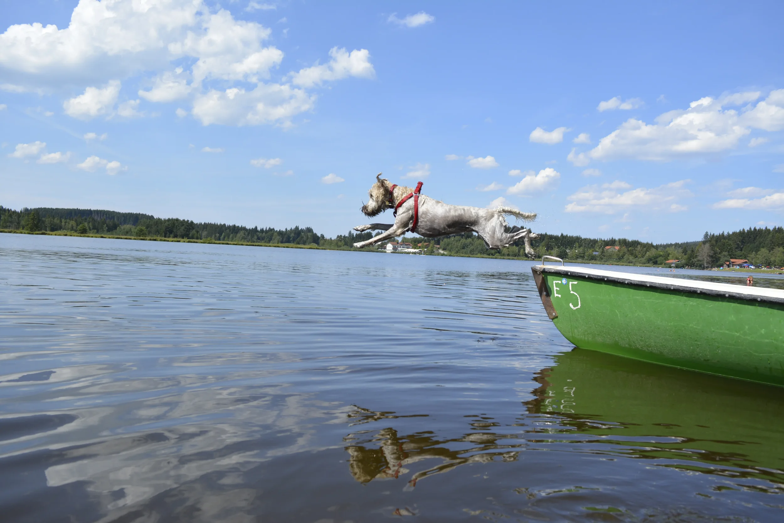 Samba im Sprung vom Boot