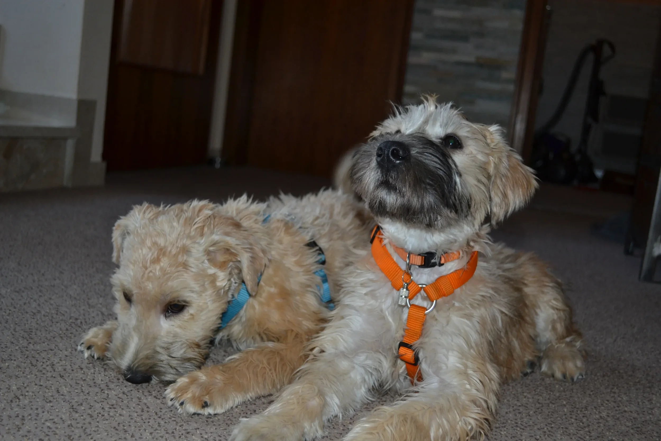 Billy und Samba