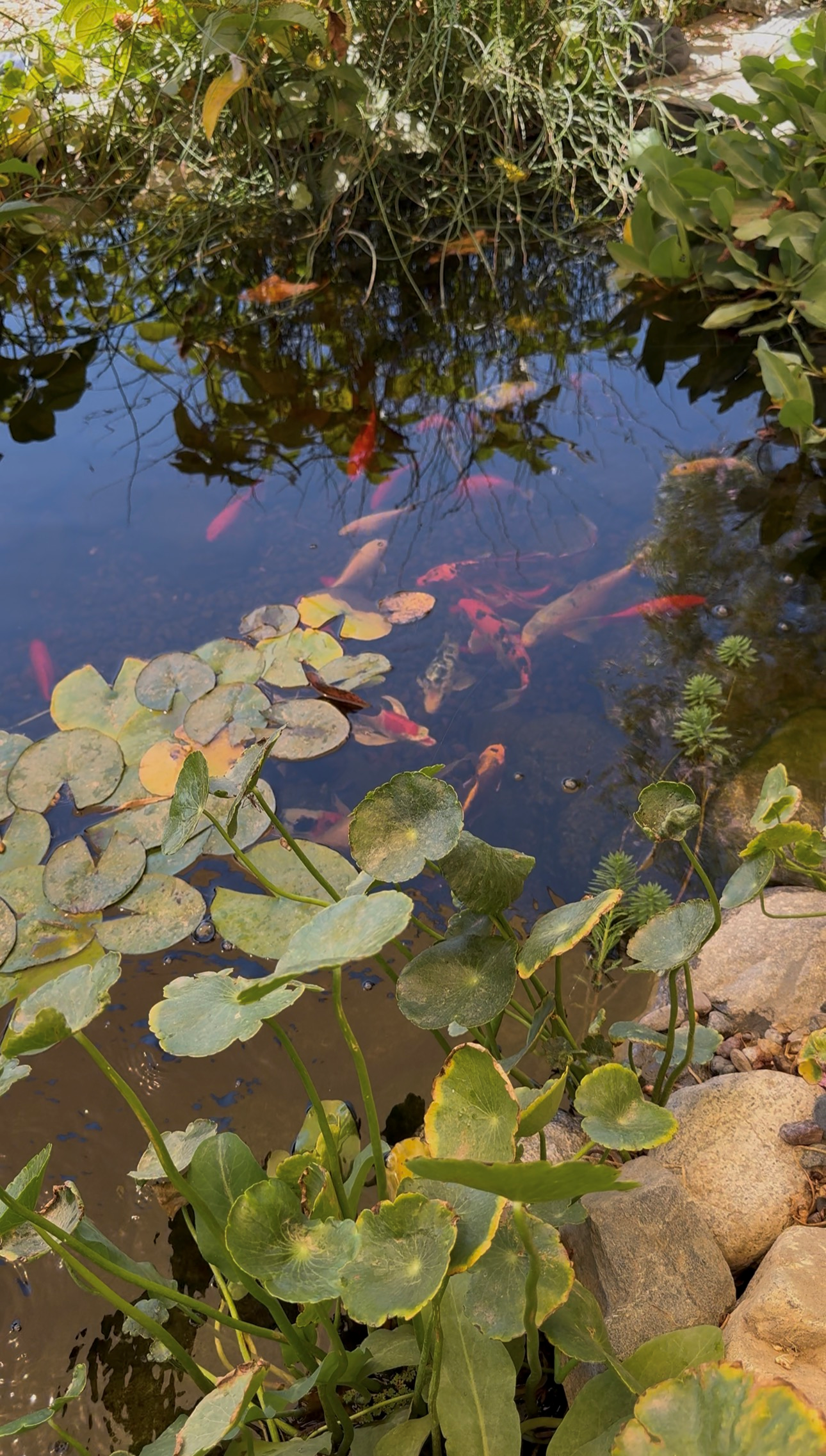 A pond with colorful koi fish swimming among water lilies and green foliage surrounding the water's edge.