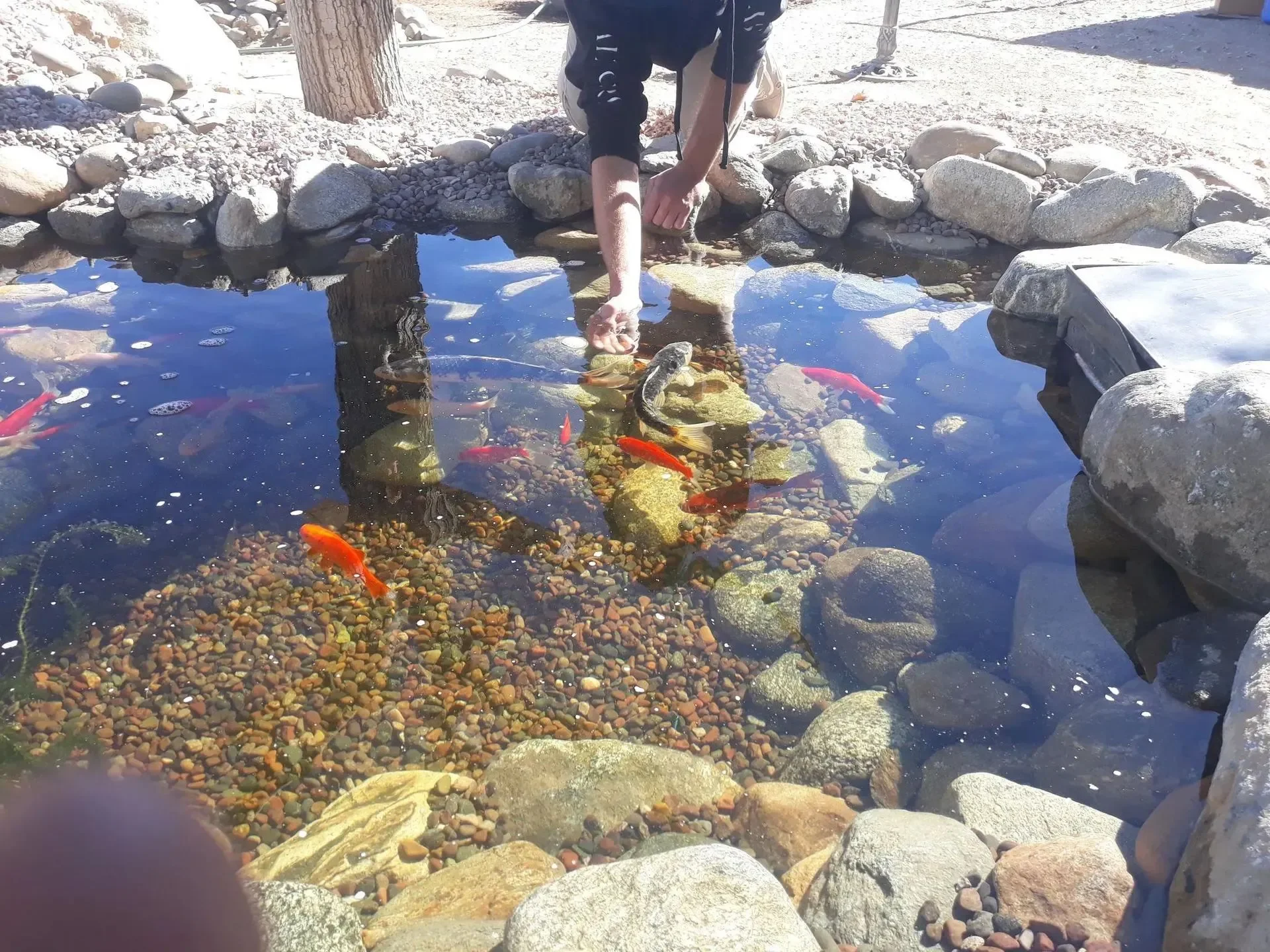 Koi Pond Care Tips for High Desert Homeowners