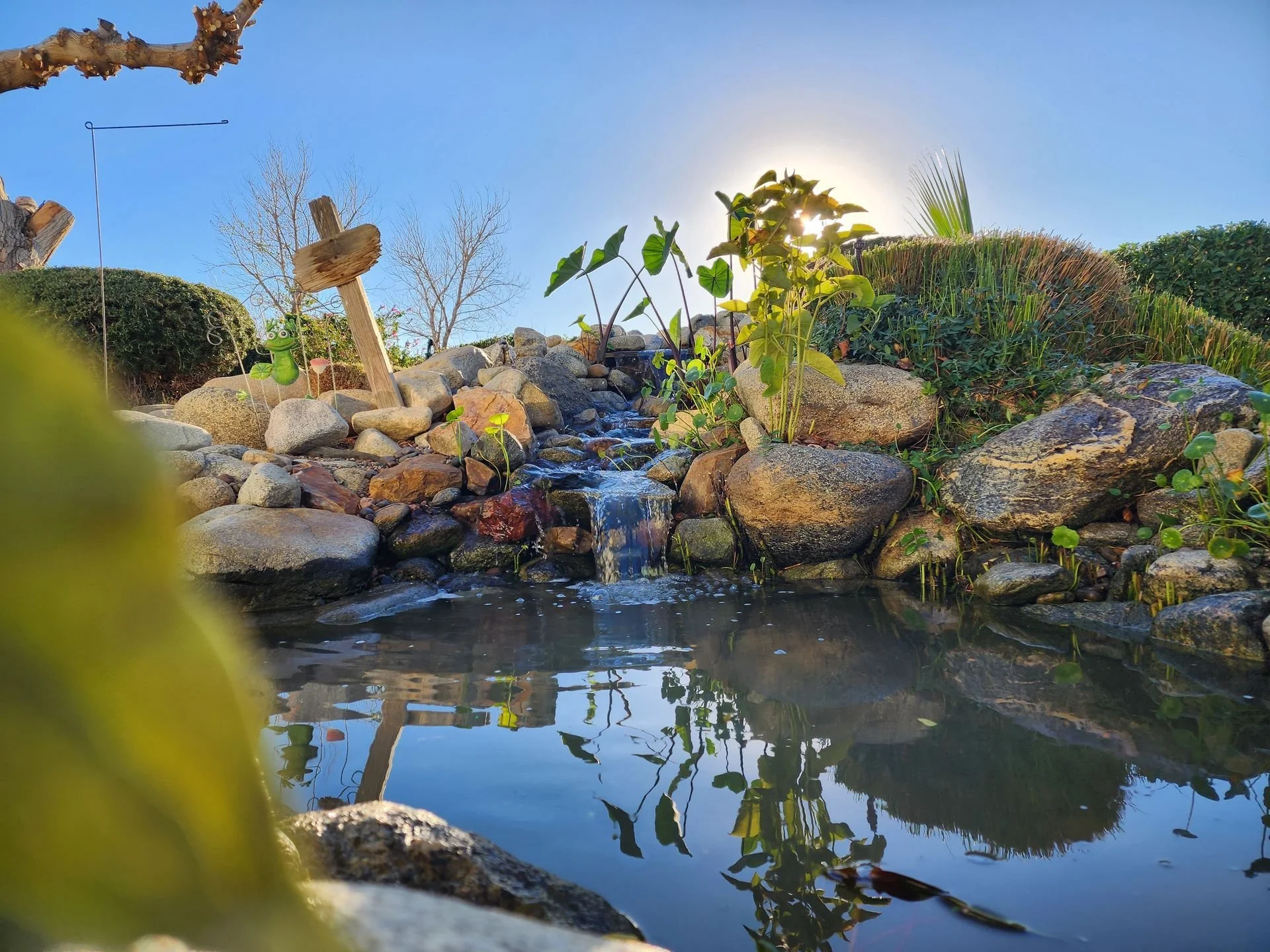 A small pond with clear water, surrounded by rocks and green plants, with the sun shining in the sky behind the plants. A small fountain feature is present among the rocks.