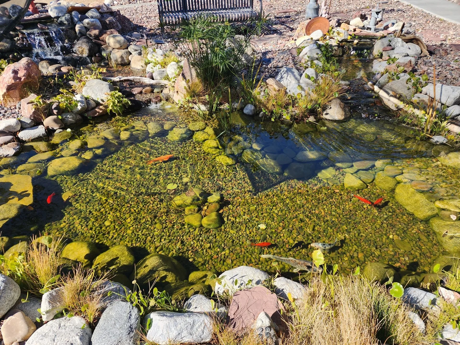A garden pond surrounded by rocks with small plants and aquatic vegetation, including water lilies and floating plants, in a landscaped yard.