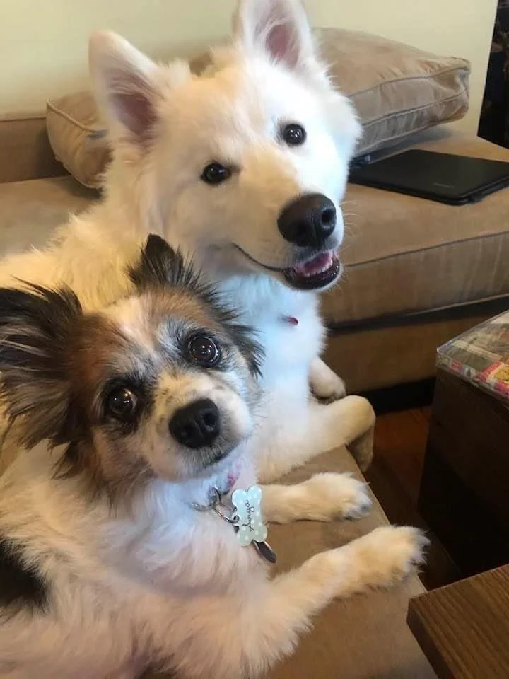Two cute dogs, one white fluffy dog with pointy ears and a black nose smiling and sitting on a sofa, and one fluffy dog with white, black, and tan fur, large eyes, and a collar, lying on the sofa.