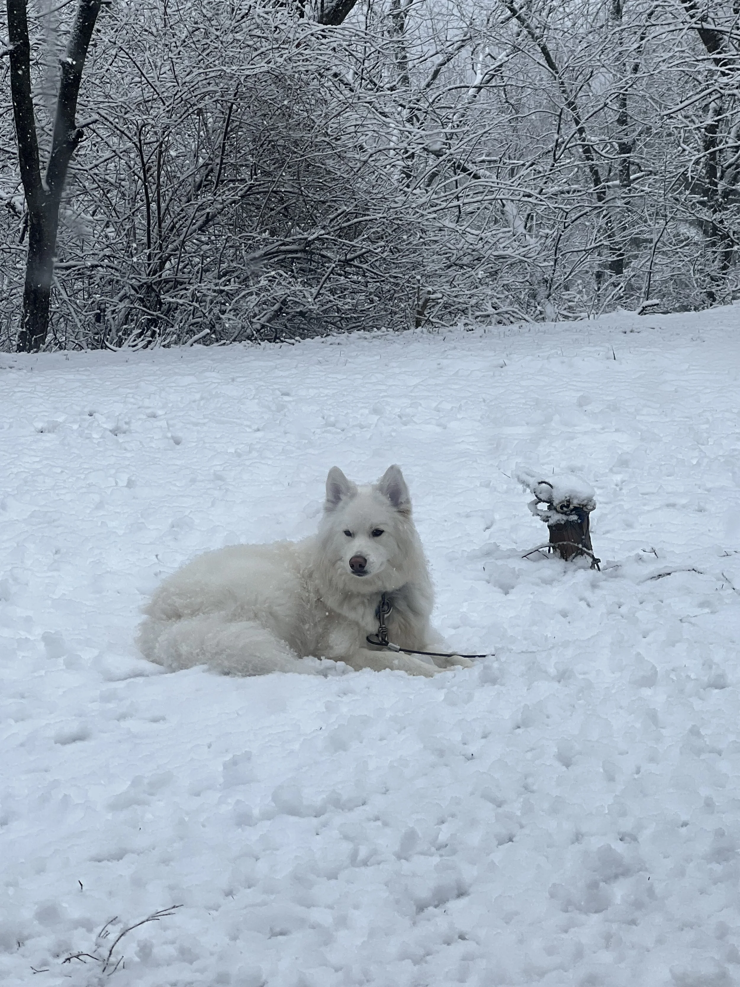 A white dog lying on snow in a winter landscape with snow-covered trees in the background.