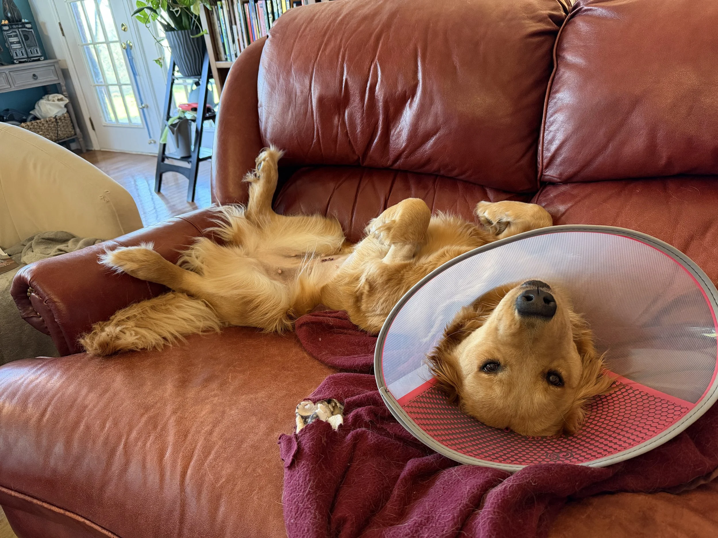 A golden retriever dog lying on a red leather couch with a plastic cone around its neck, sleeping on its back with its paws up.