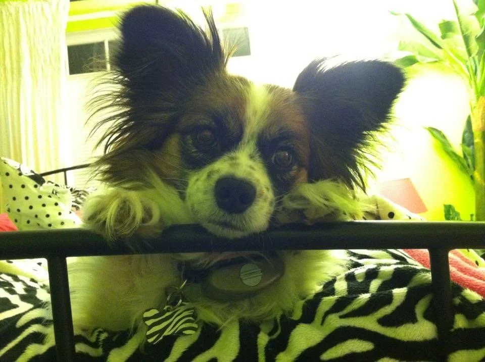 A small dog with large, fluffy ears resting its chin on a black metal bed frame. The dog has black and white fur and is looking directly at the camera. The background shows a yellow wall, a large leafy plant, and some indoor furniture.