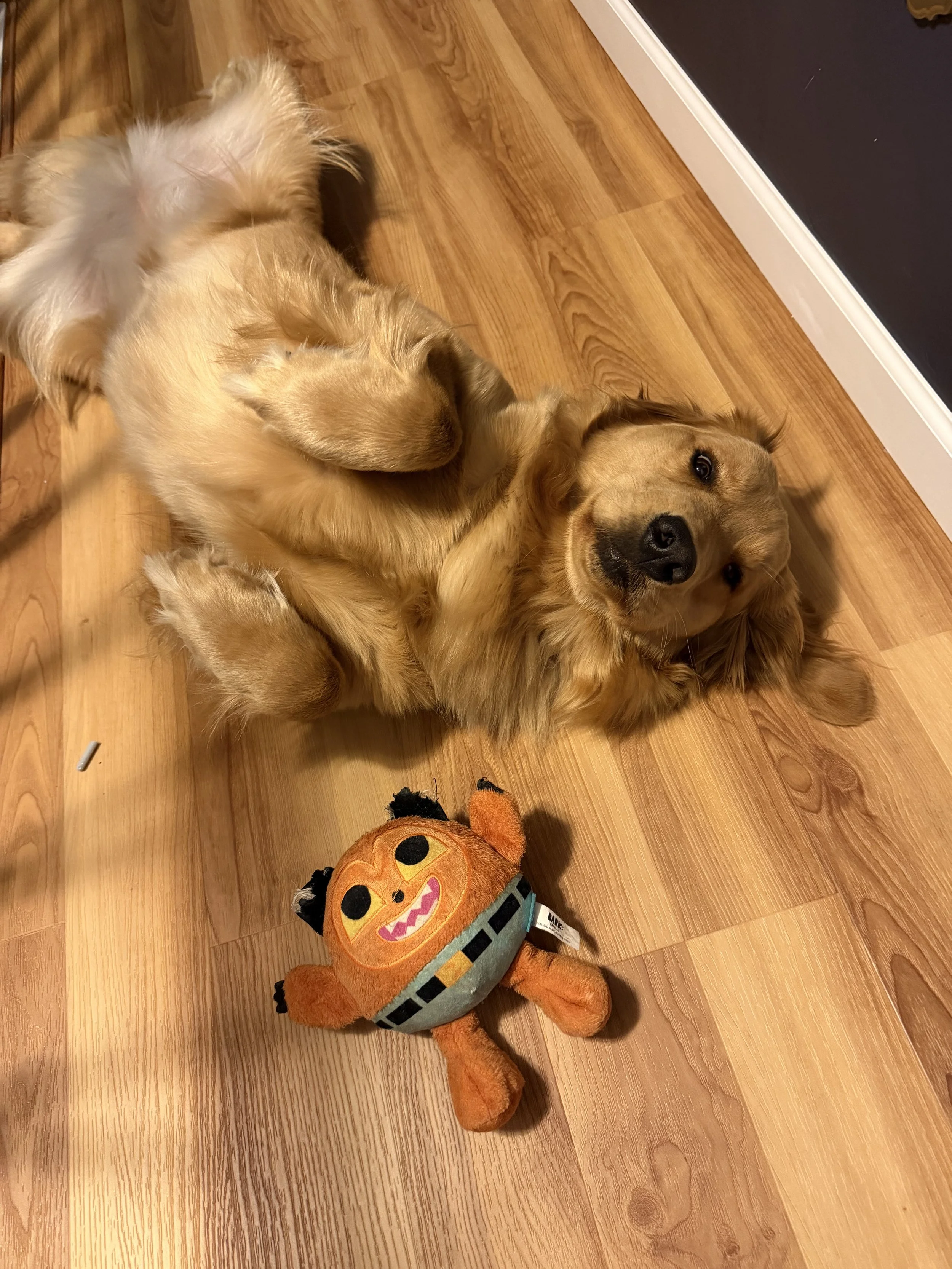 A golden retriever lying on a wooden floor, holding a Halloween-themed plush toy in its mouth, with a pumpkin face design and a small orange plush tail.