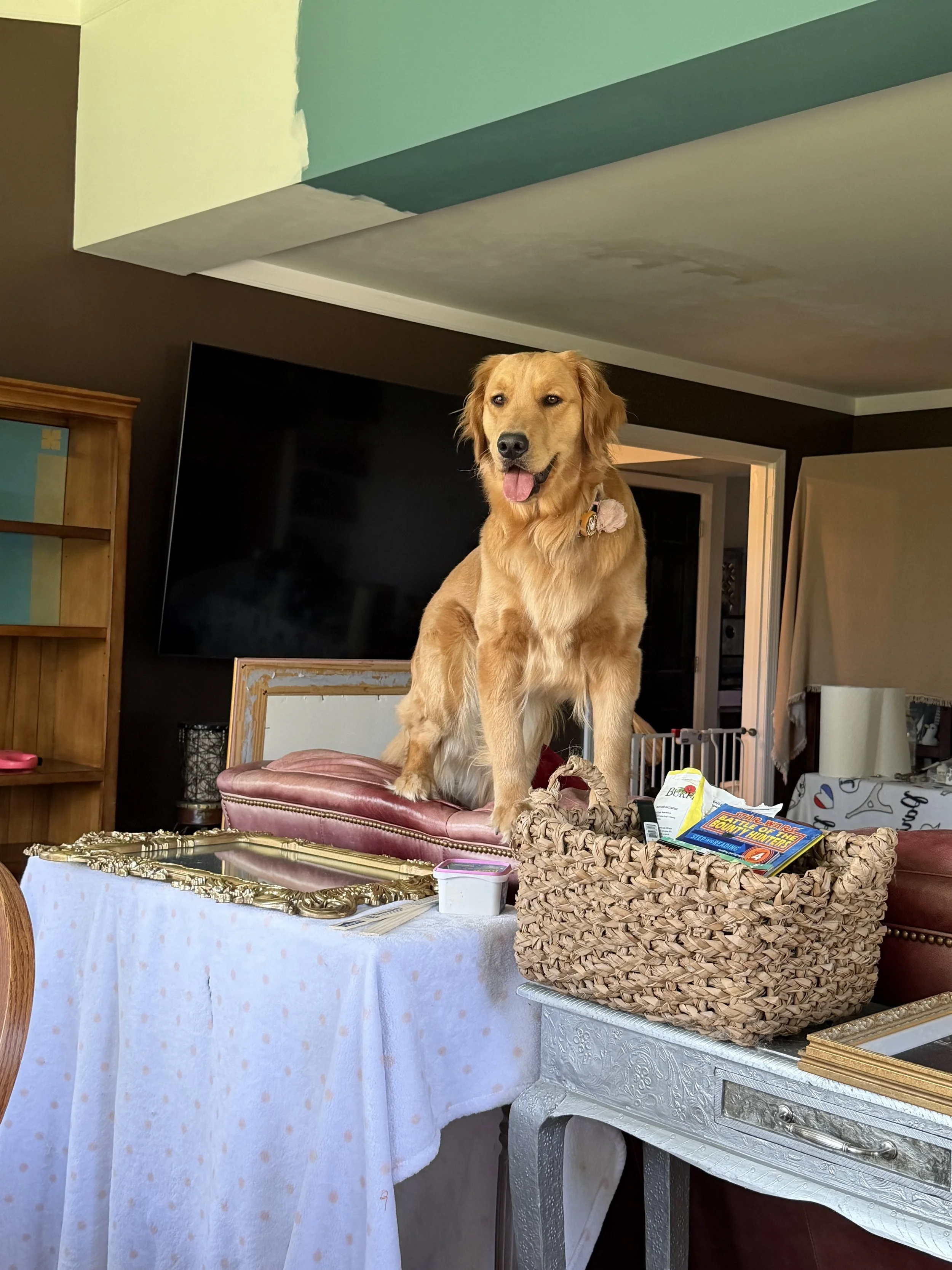 Golden retriever sitting on a vintage pink cushioned chair in a living room, surrounded by gift-wrapped items, a woven basket, and a table with a cloth.