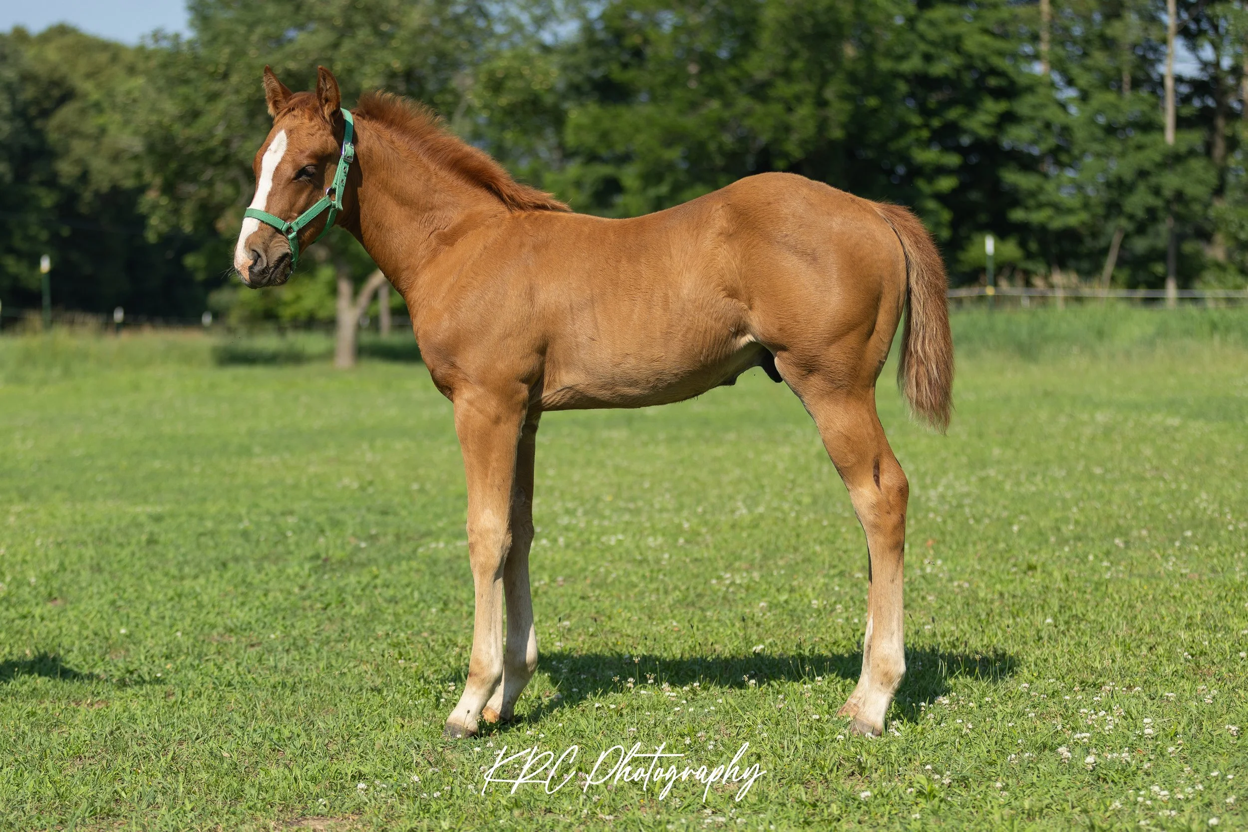 A brown horse with a white stripe on its face standing on a grassy field with trees in the background.
