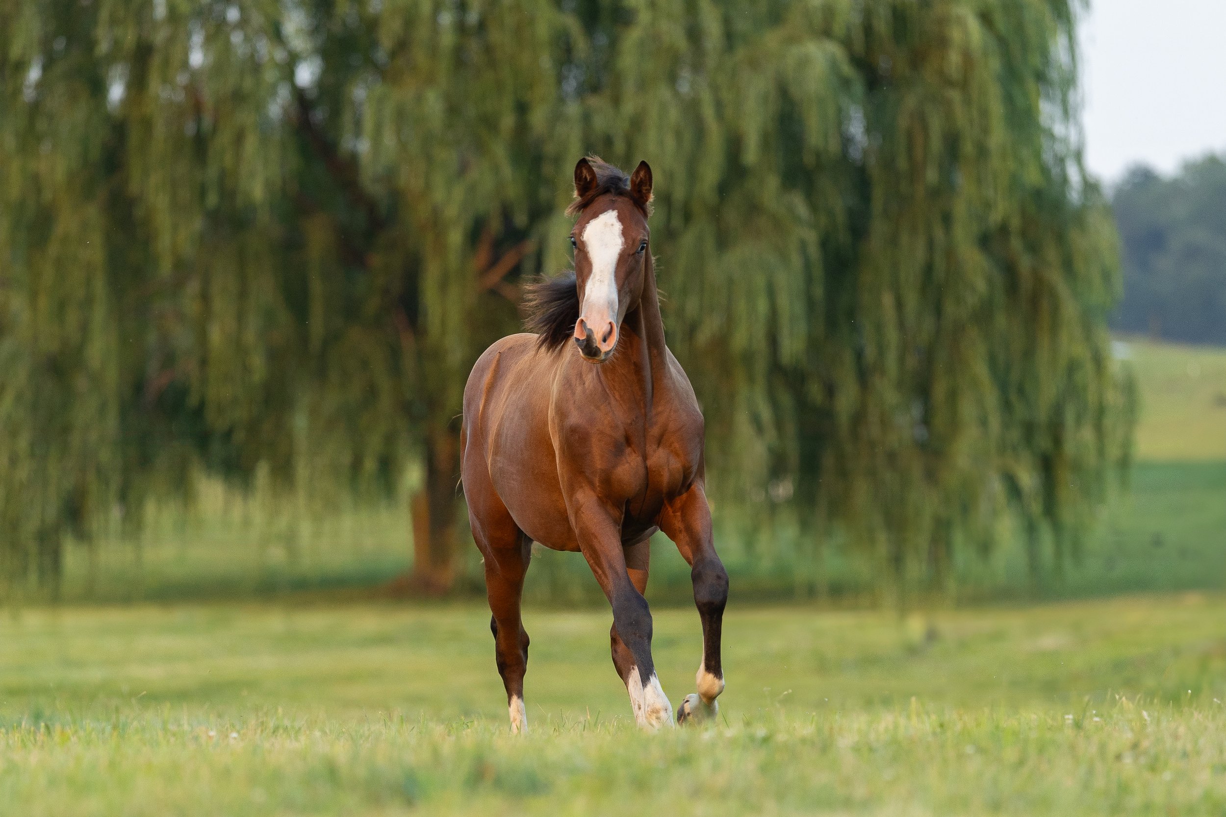 A brown horse with a white stripe on its face running on a grassy field with trees in the background.