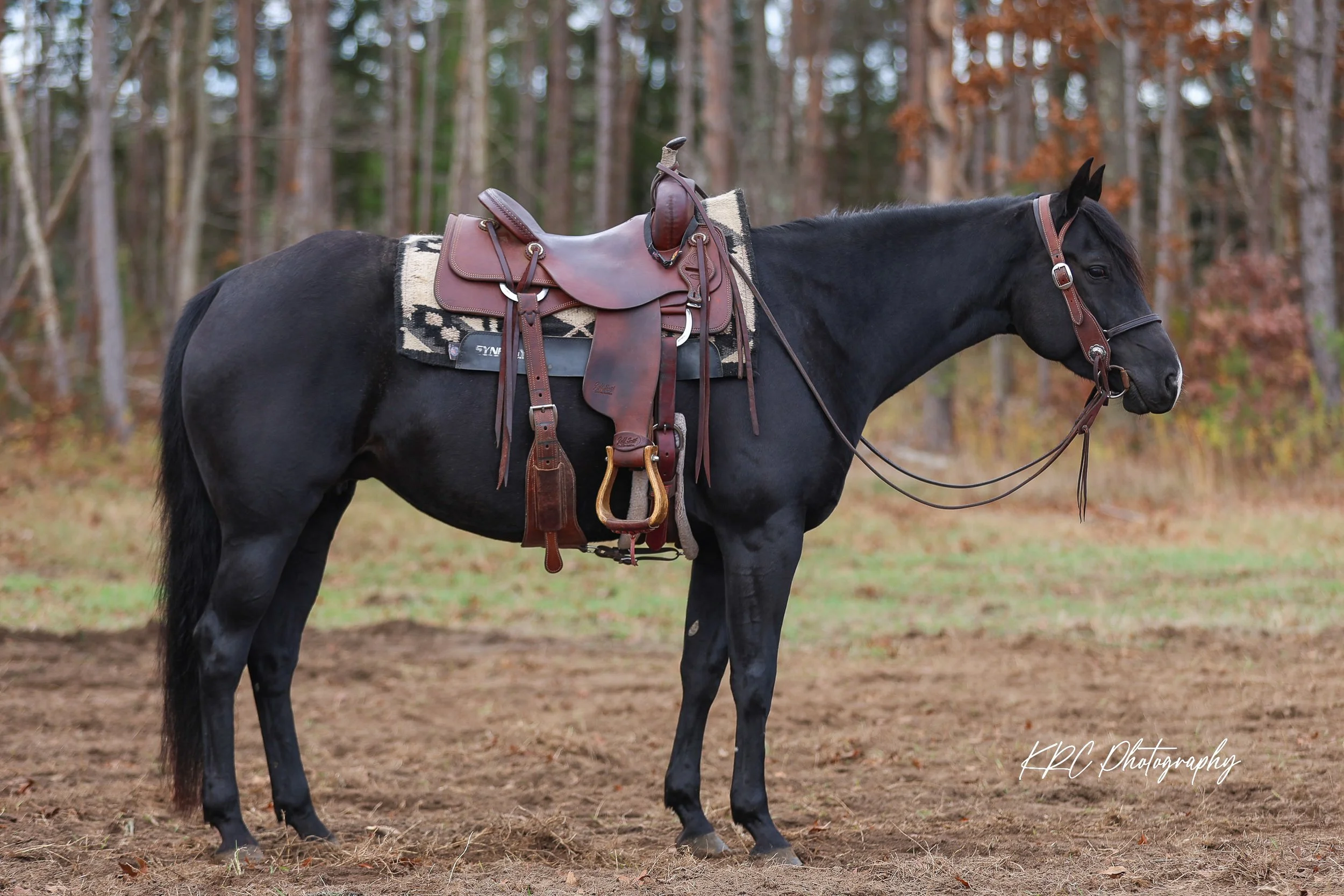 A black horse standing on a dirt field in a wooded area, equipped with a Western saddle, bridle, and saddle pad.