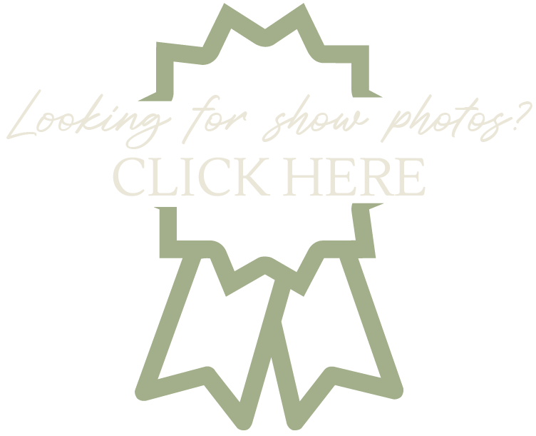 A graphic with a black background displaying a green ribbon and star-shaped badge, with the text 'Looking for show photos? CLICK HERE' in white and green fonts.