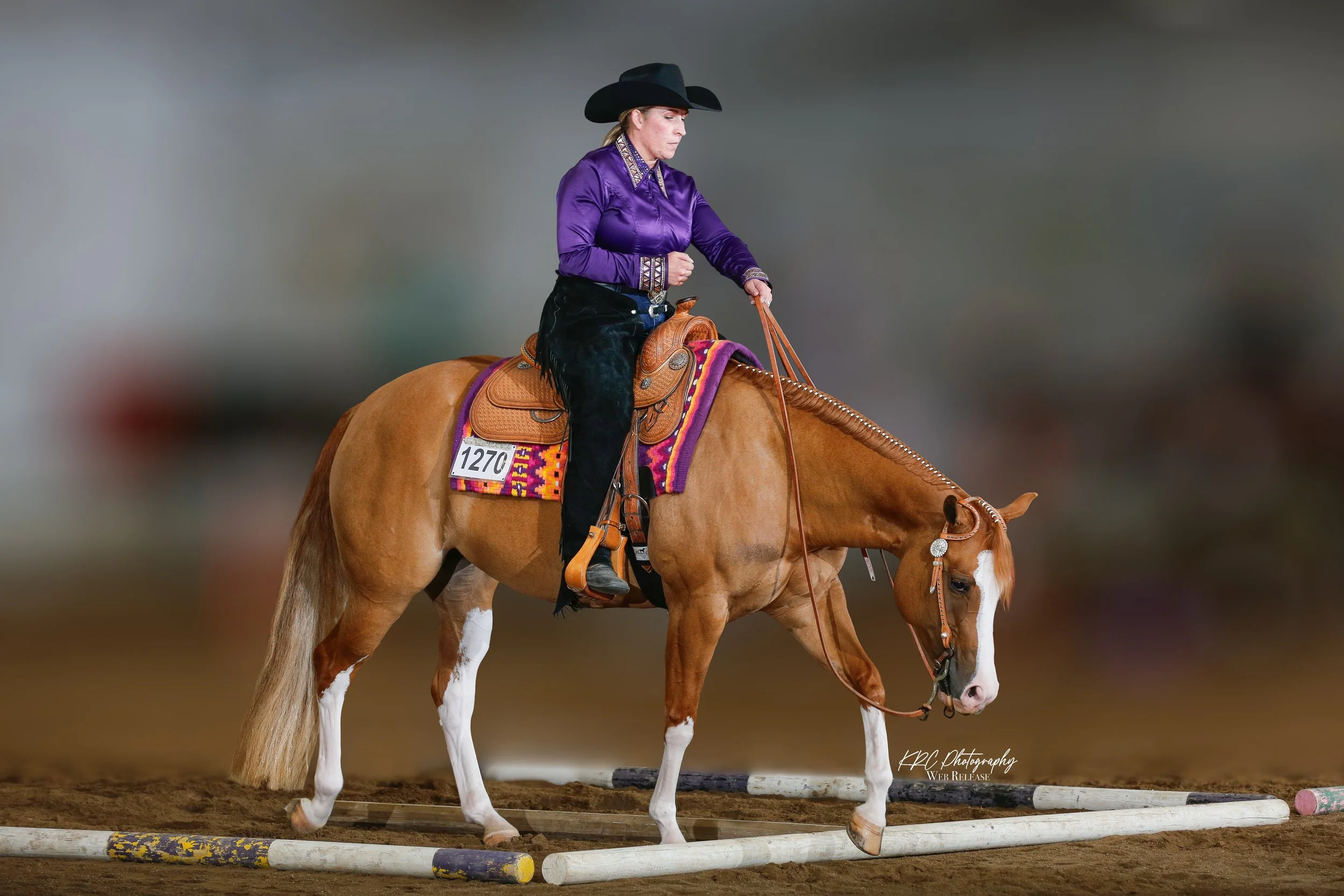 Horse Show Photography