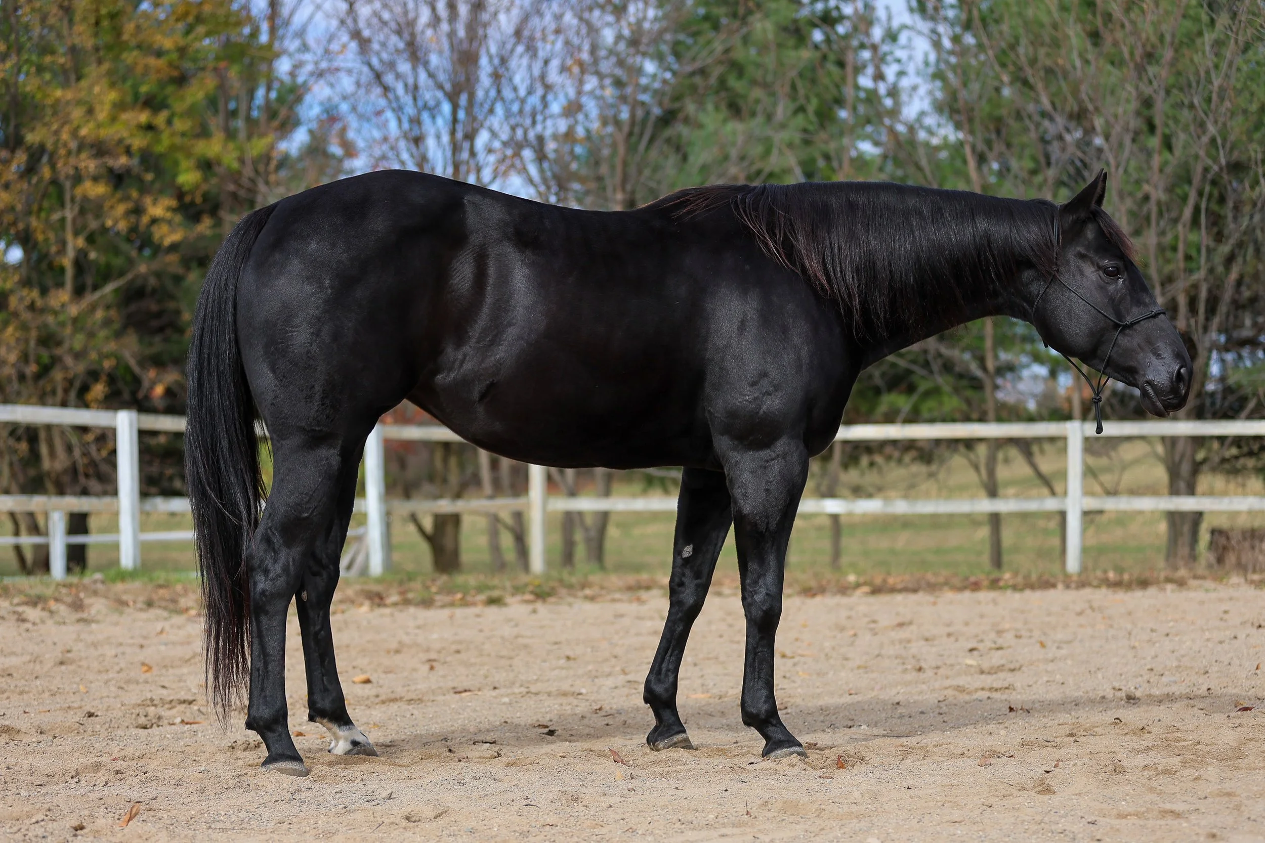 KRC10921-Edit.jpg