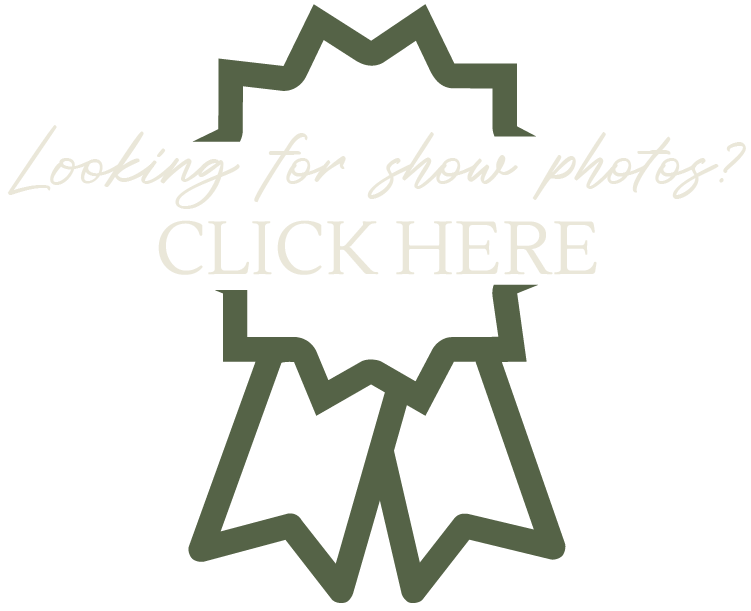 Placeholder graphic with a star shape and the text 'Looking for show photos? CLICK HERE' in light beige cursive font.