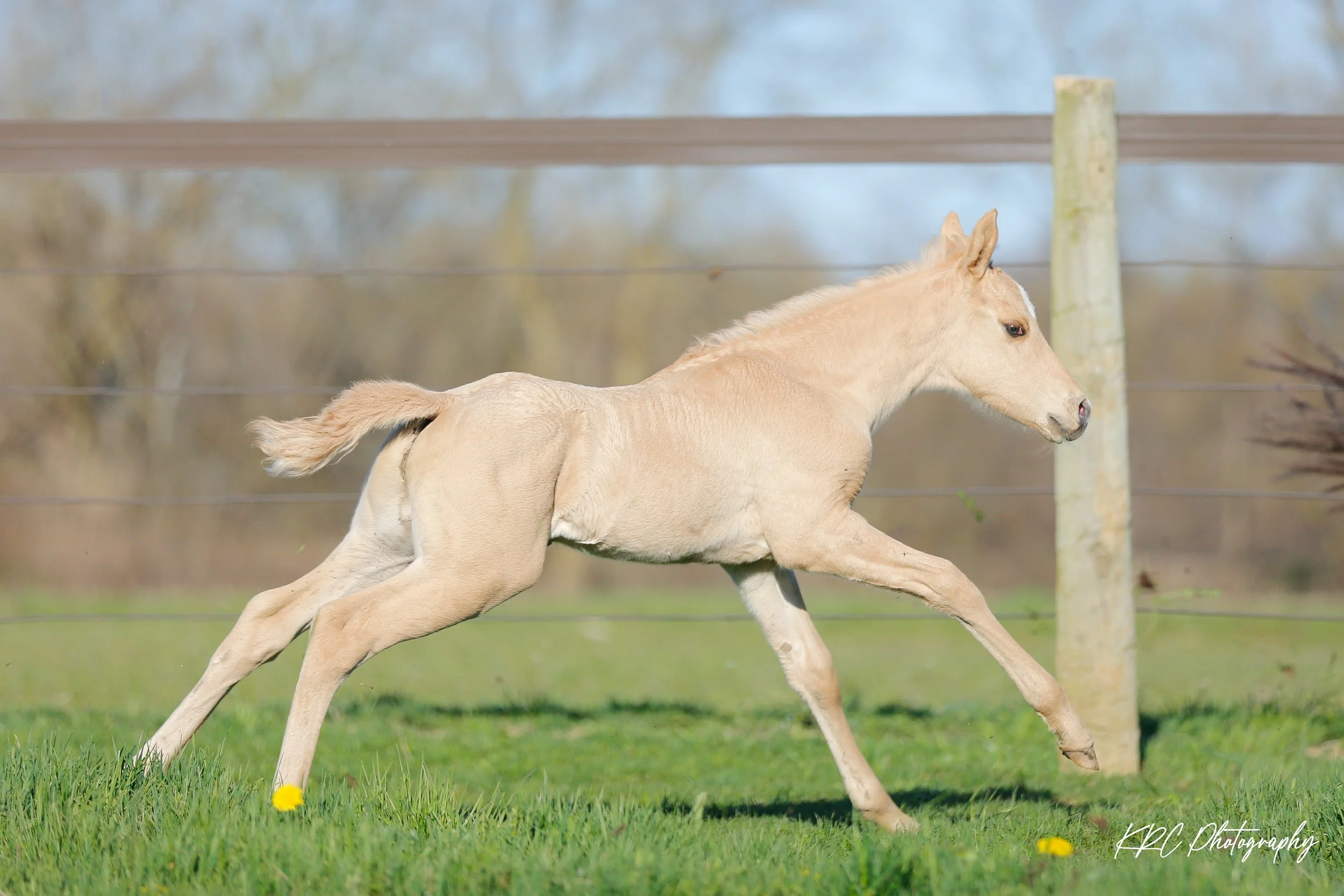 A light-colored foal running in a grassy field with yellow flowers, a wooden fence, and trees in the background.