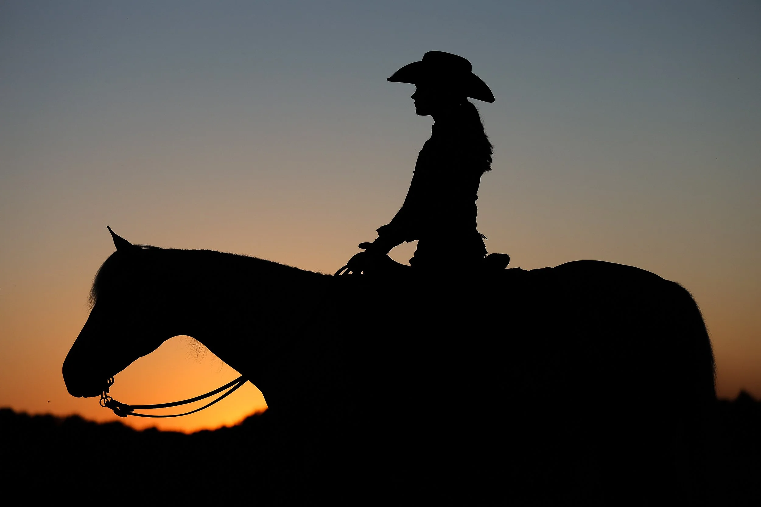 Equine Photography