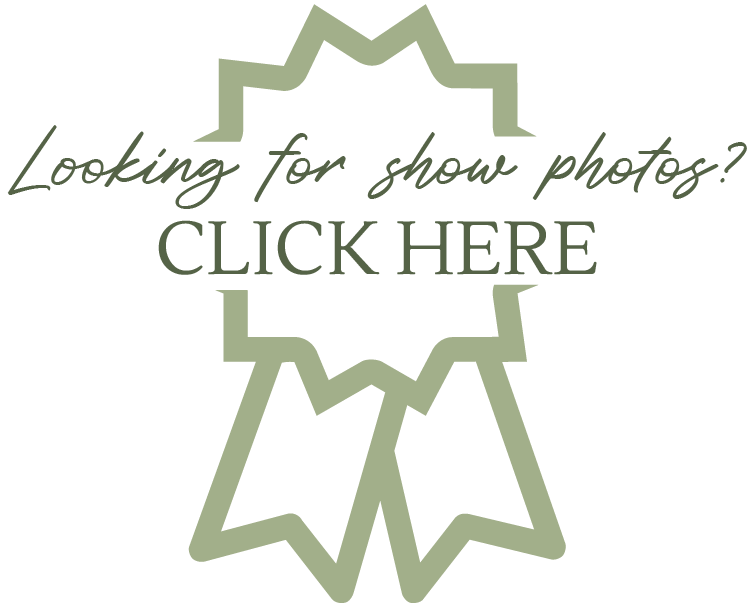 A green graphic with starburst and ribbon shapes over black background, with text that reads "Looking for show photos? CLICK HERE"