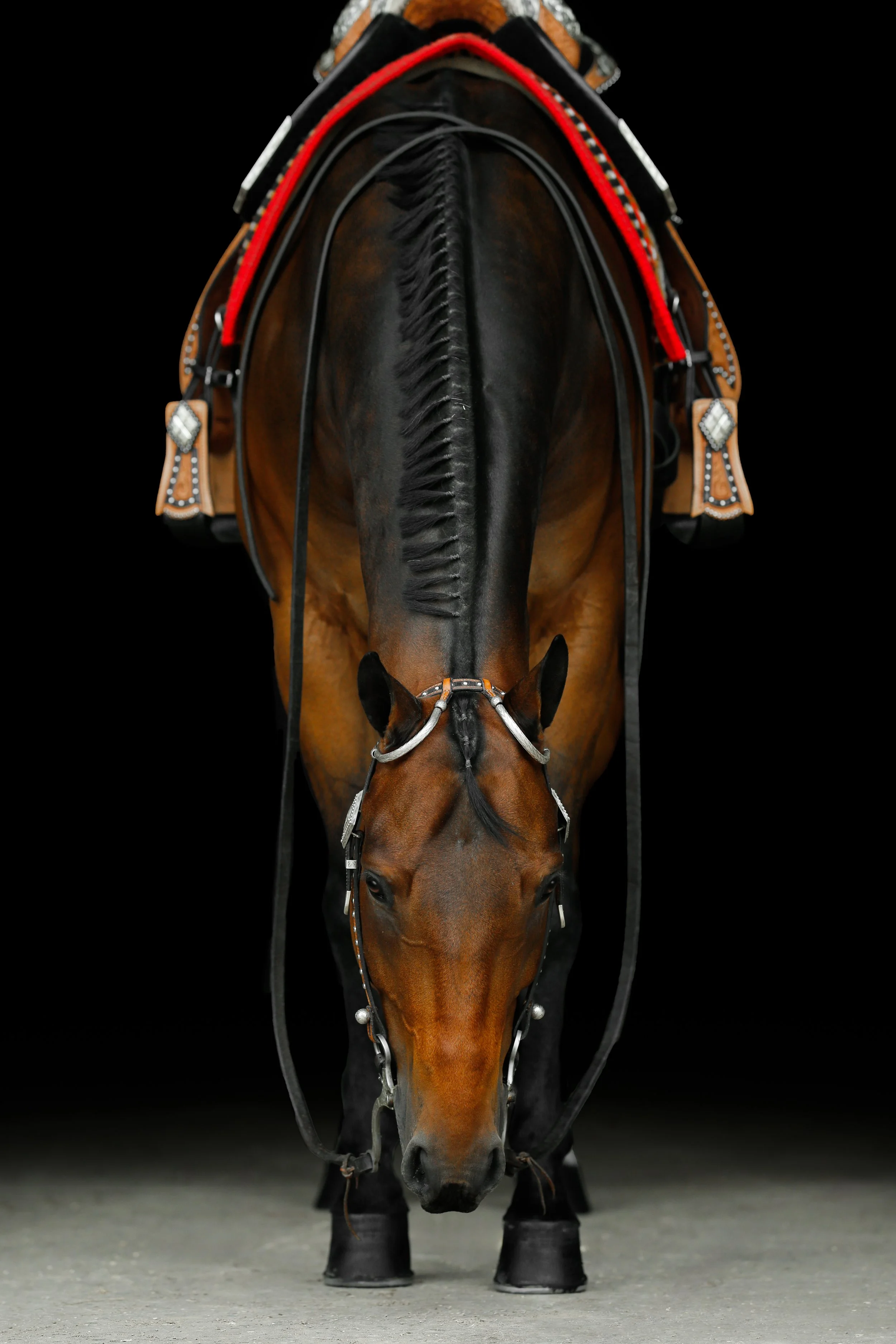 A head-on view of a brown horse with black mane wearing a decorated saddle and bridle against a black background.