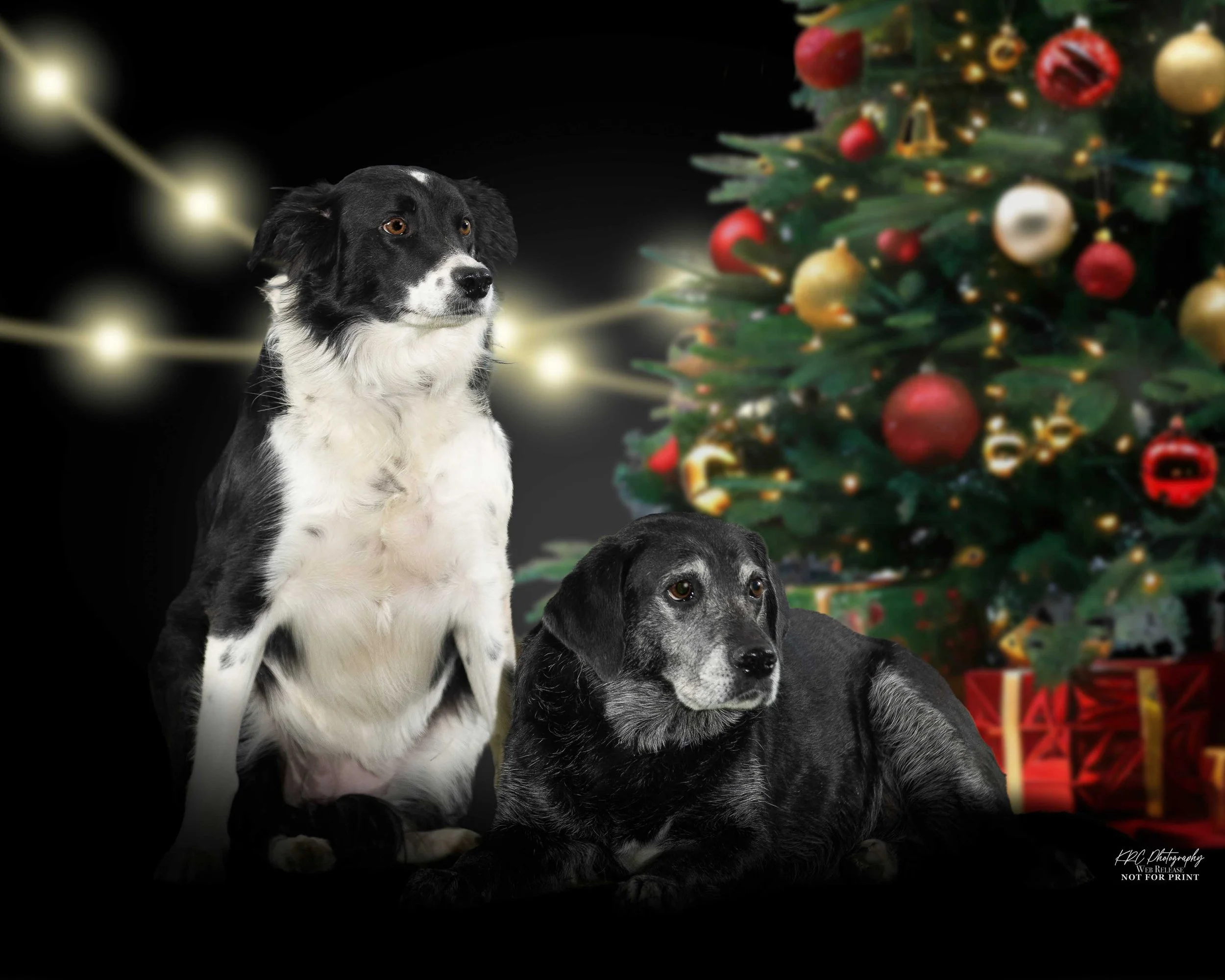 461A0206-Christmas.jpg