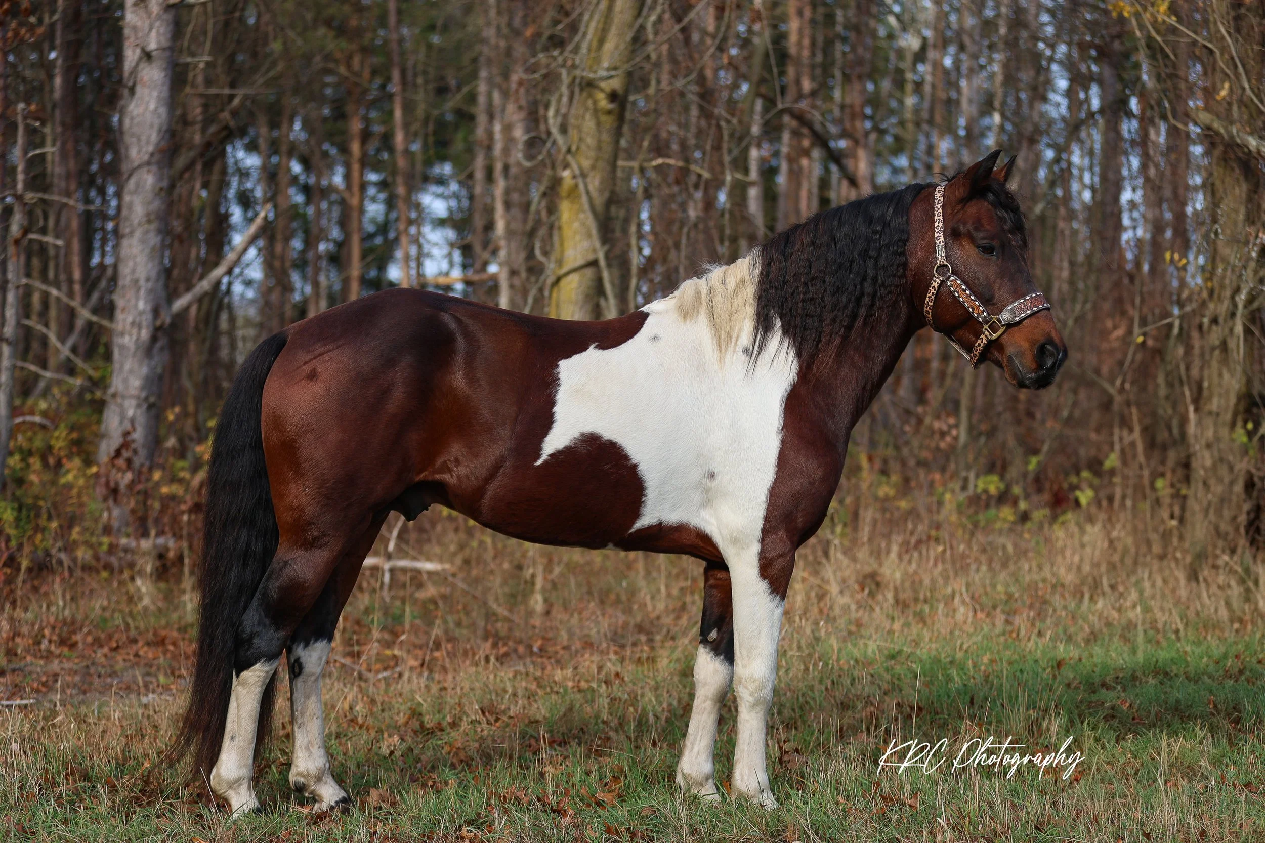 KRC11596-Edit.jpg