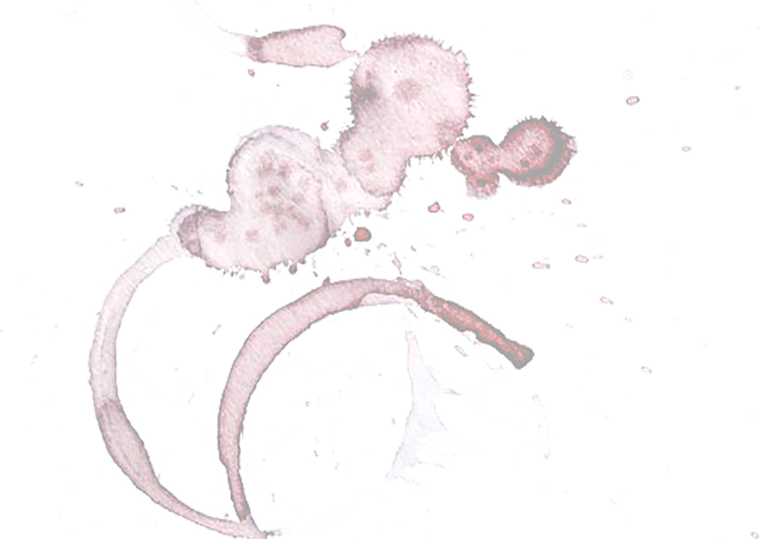 Microscopic view of a virus with a rod-shaped structure and spiky surface in shades of pink and purple.