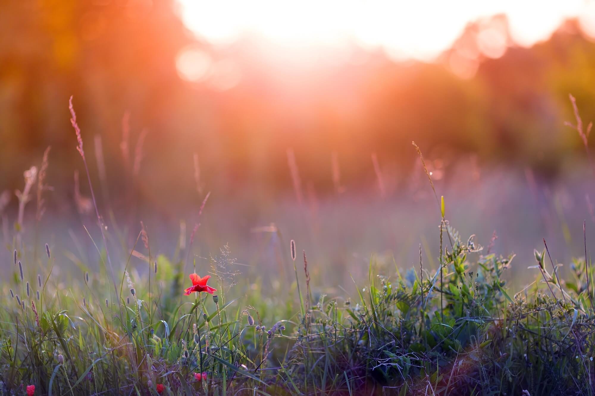 A close-up of a field of wildflowers with the sun setting in the background, creating a warm glow and soft focus effect.