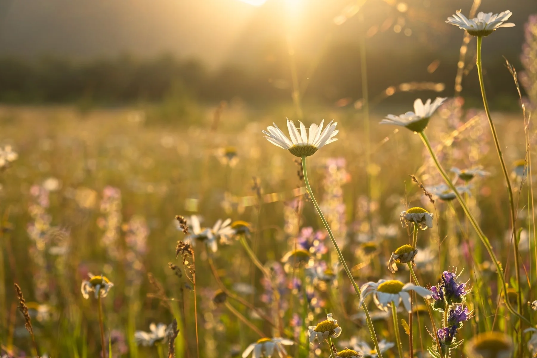 Wildflowers in a field with sunlight shining through, featuring white daisies and purple flowers.