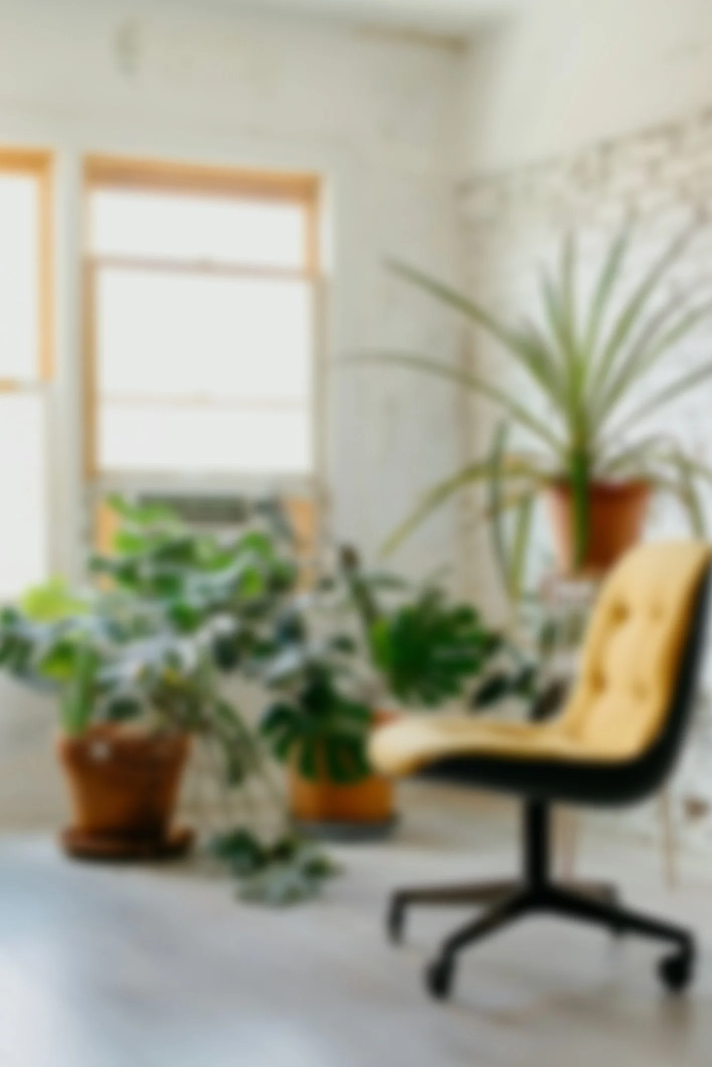 Blurred image of a bright indoor space with large windows, several potted plants, an office chair, and part of a wooden chair visible.