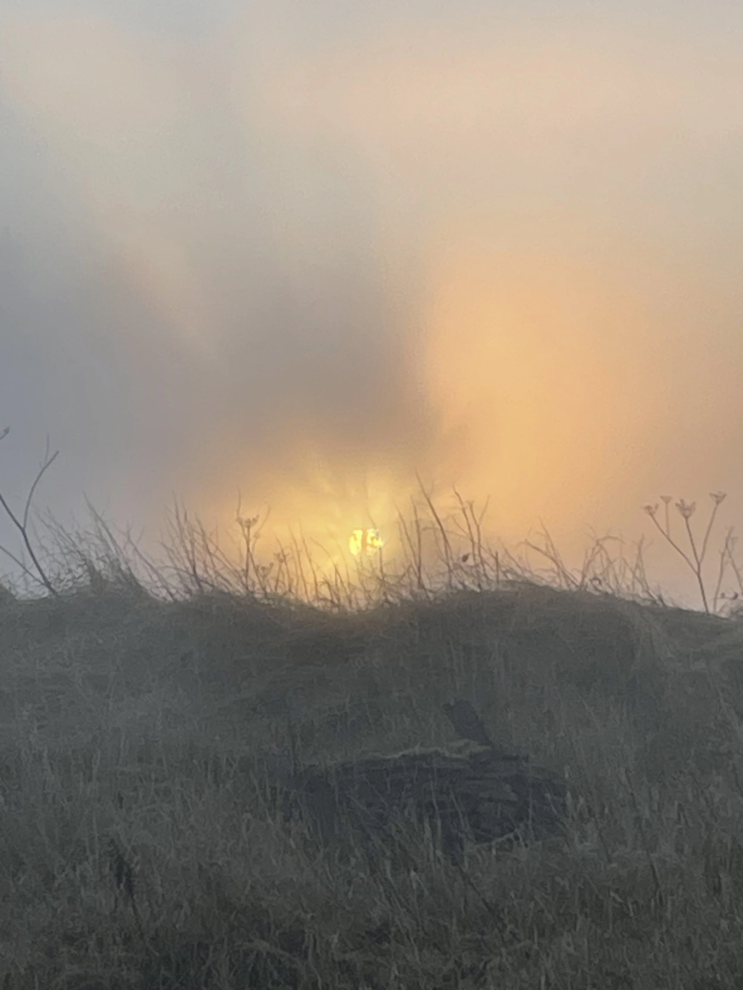 View of a sunset or sunrise through leafless bushes with a hazy sky.