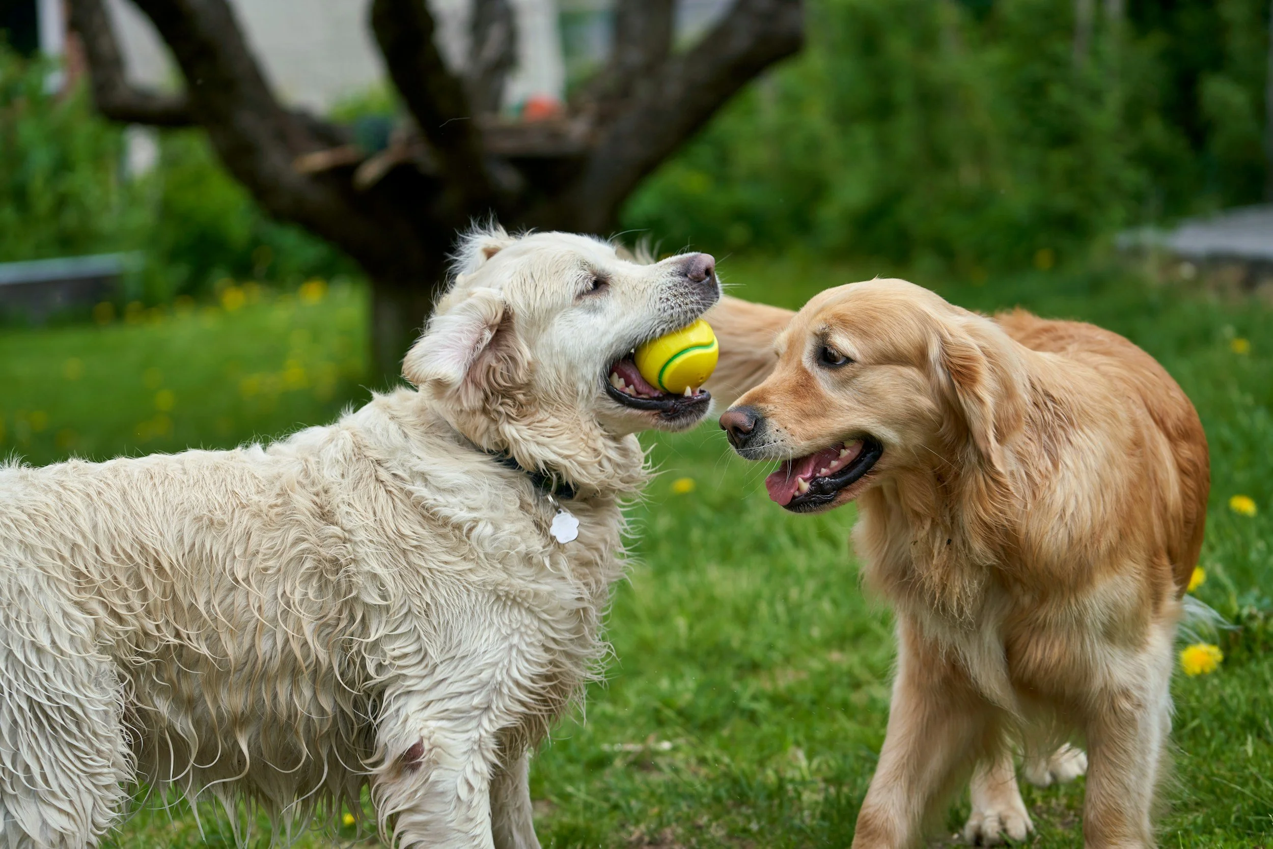 Dog poop removal service near me