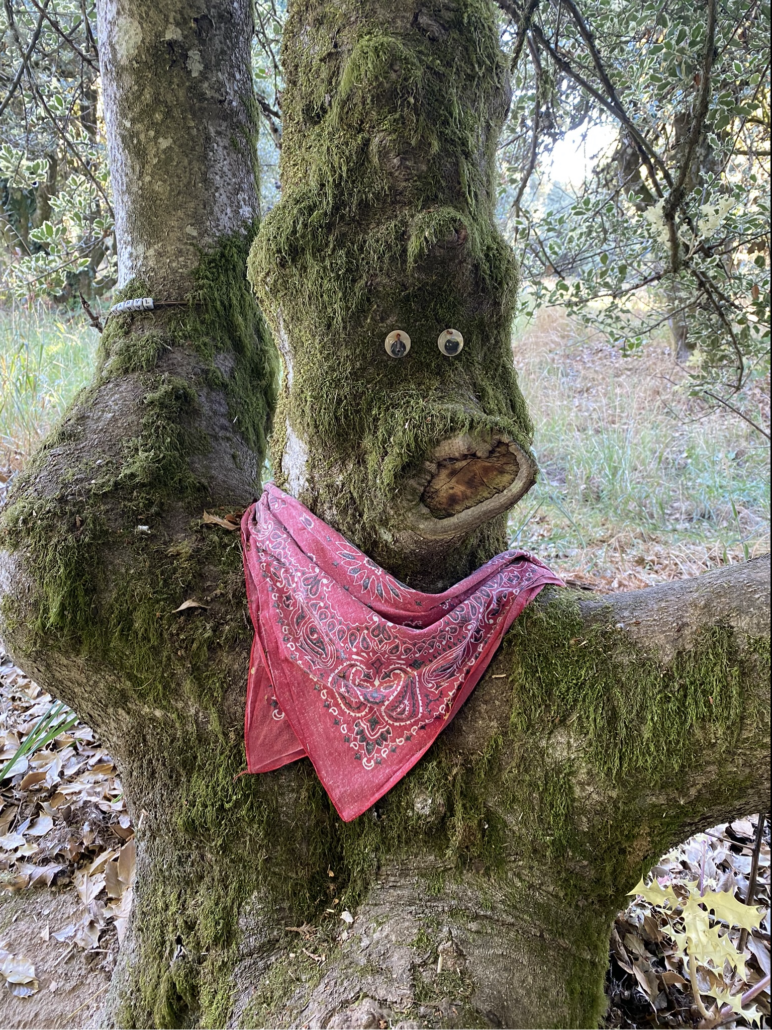 A moss-covered tree with eyes made of circular objects and a red bandana hanging from the branch.