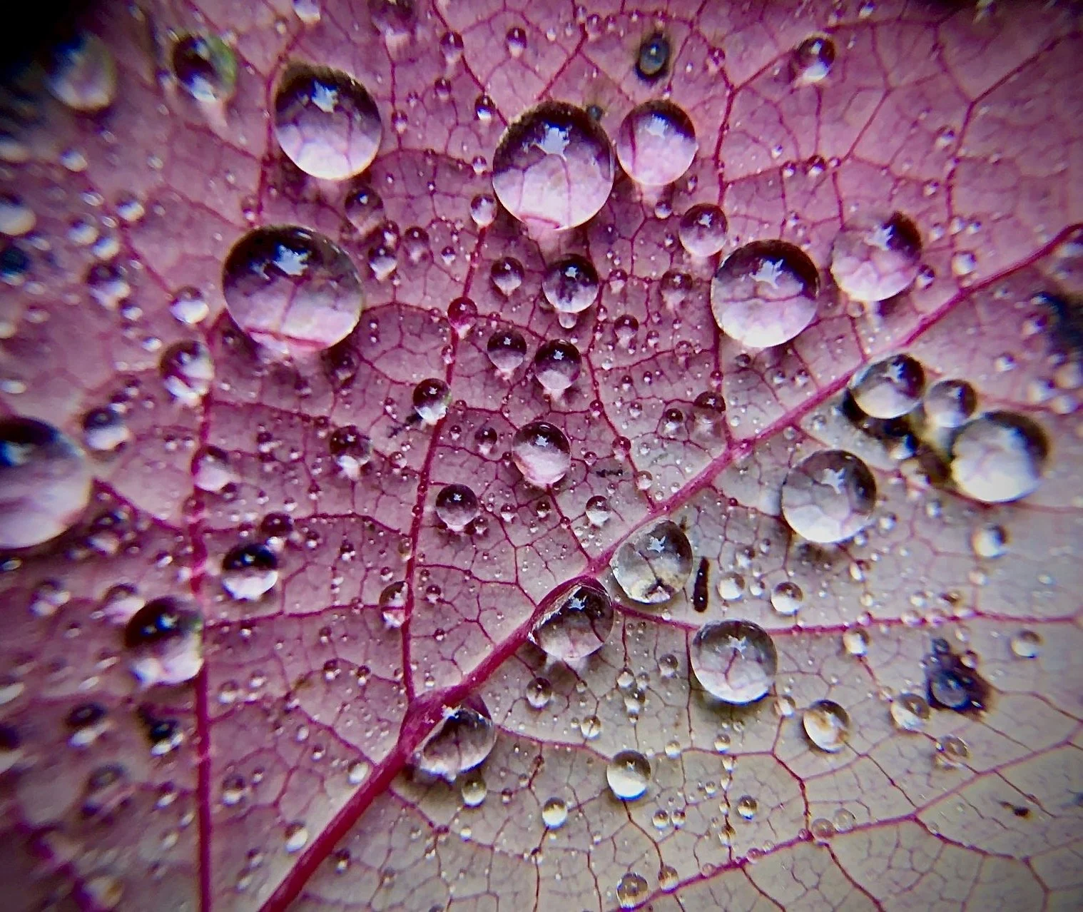 Close-up of a pink leaf with a network of veins, covered in water droplets.