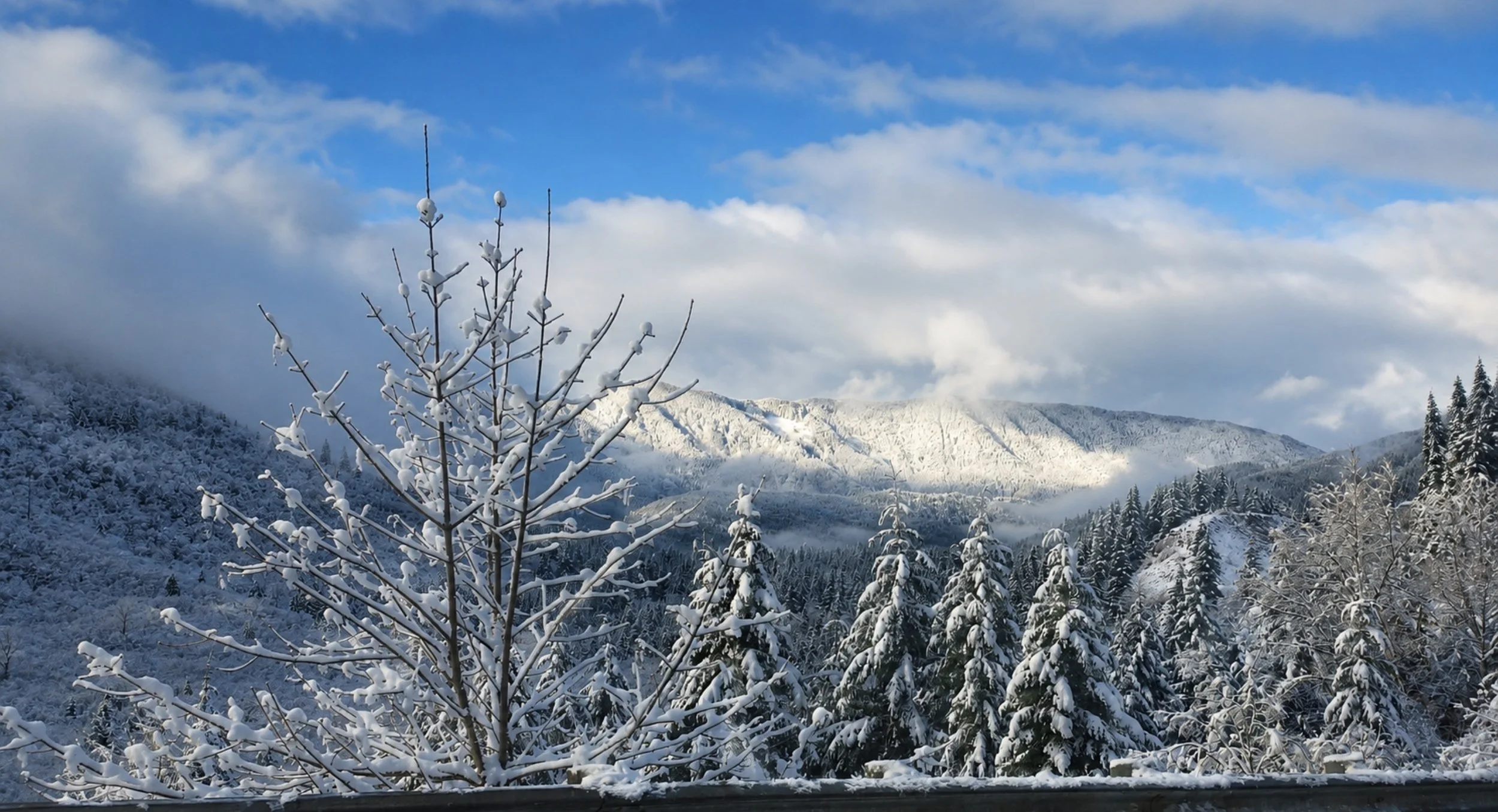 Snow-covered tree branches in the foreground with a forest, snow-capped mountains, and a partly cloudy sky in the background.