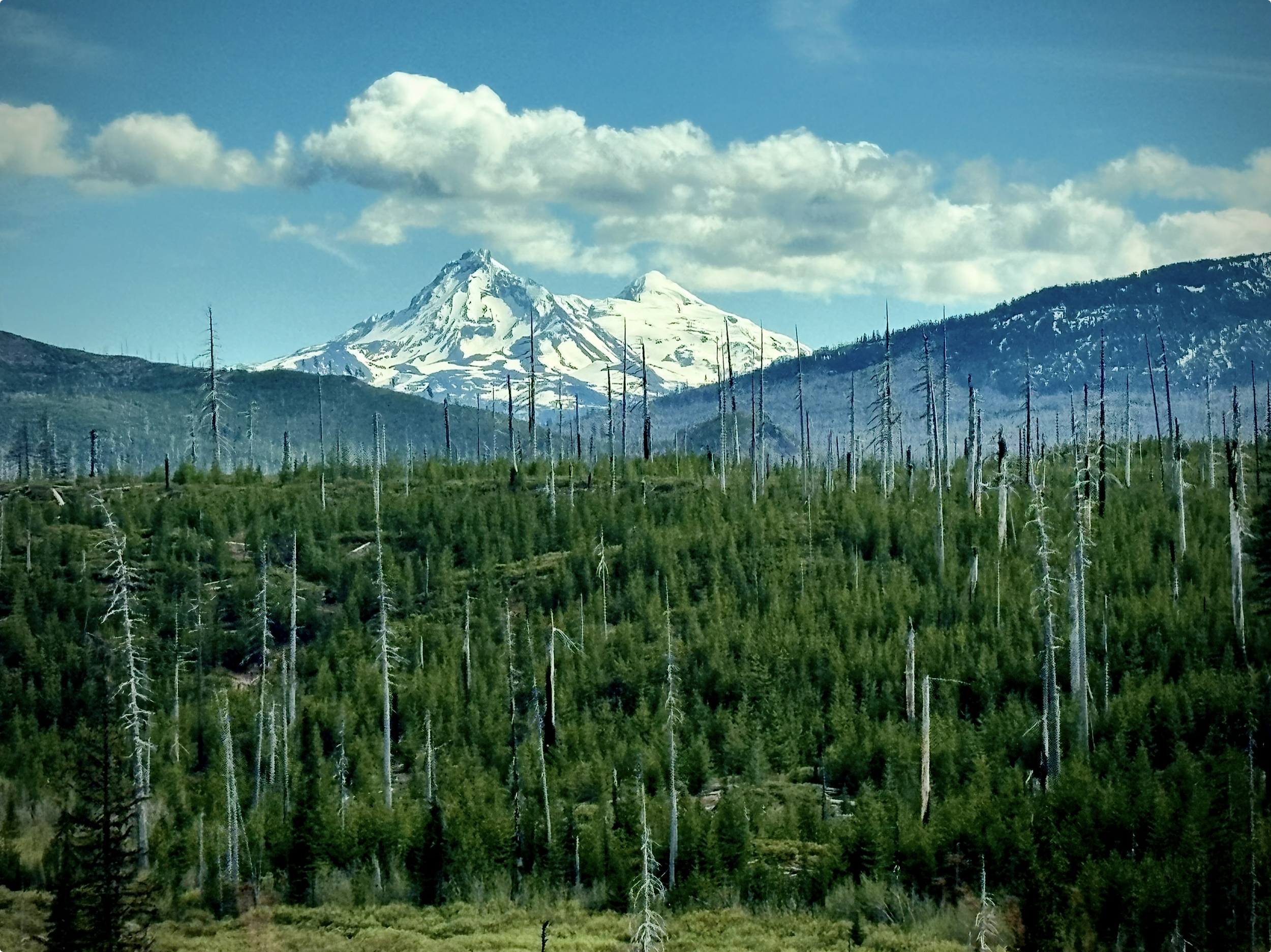 Snow-capped mountain behind a forest of green trees, with a partly cloudy blue sky.