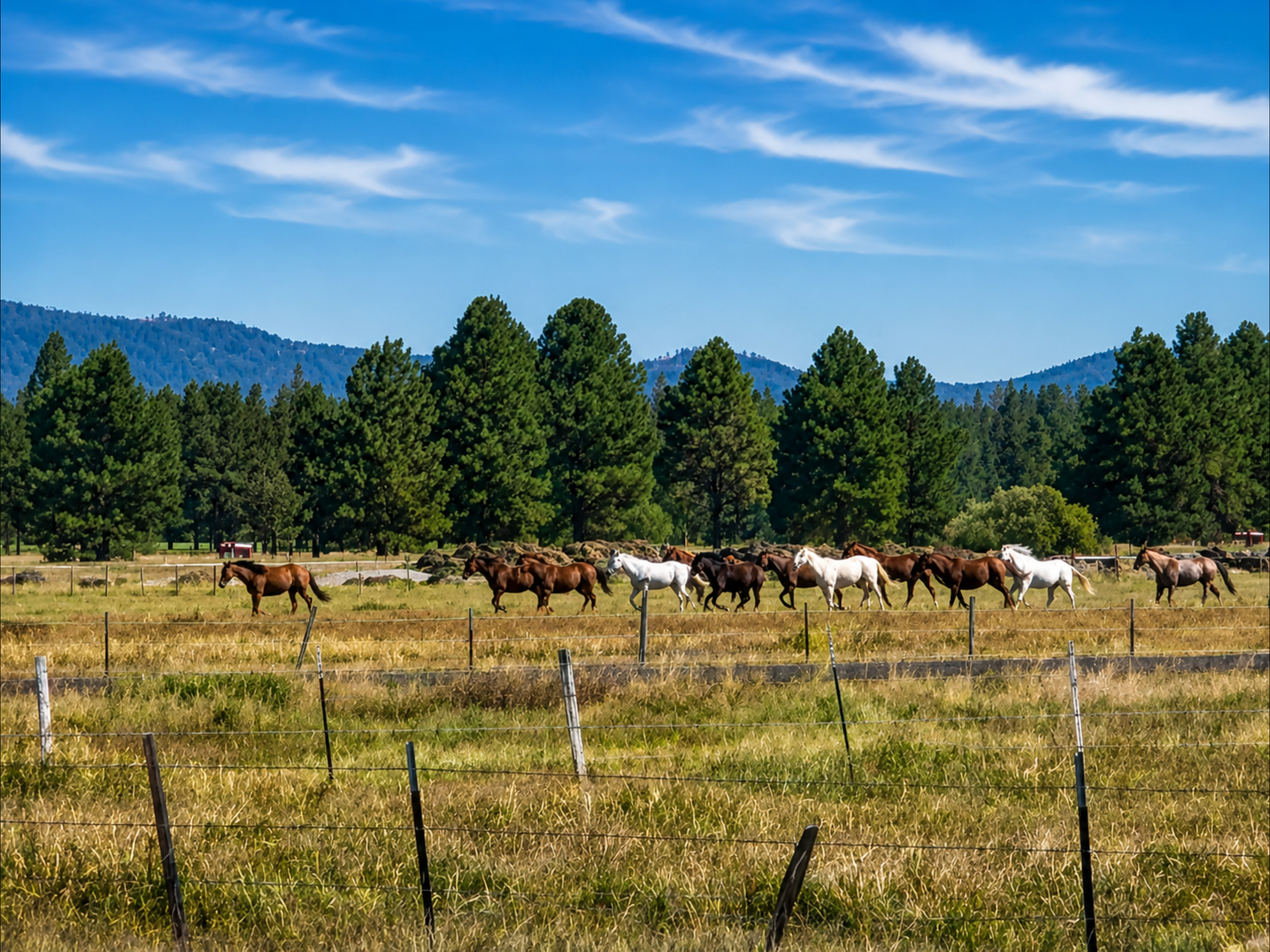 A herd of horses grazing in a fenced field with a backdrop of tall pine trees and distant mountains under a bright blue sky with scattered clouds.