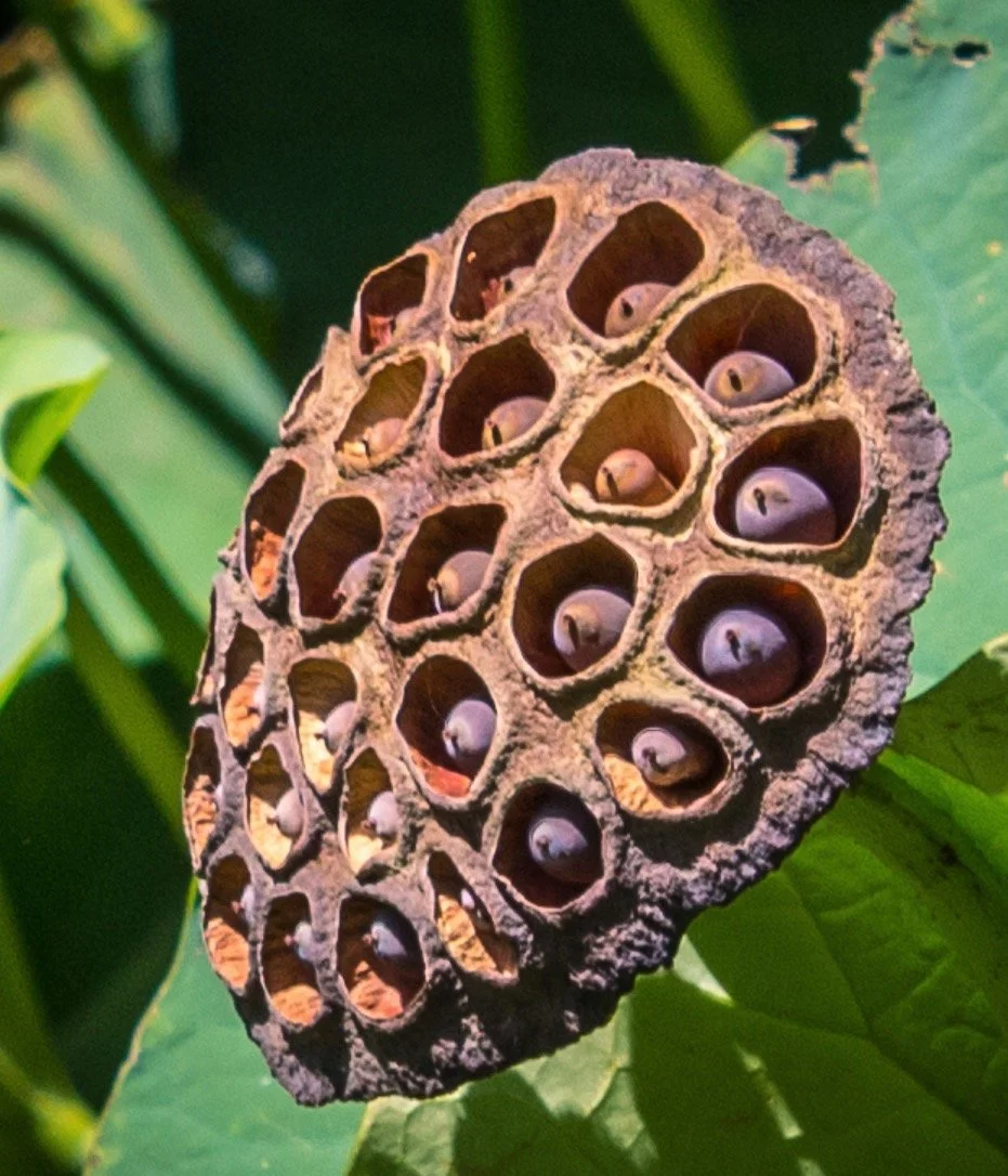 seeds (1).jpeg