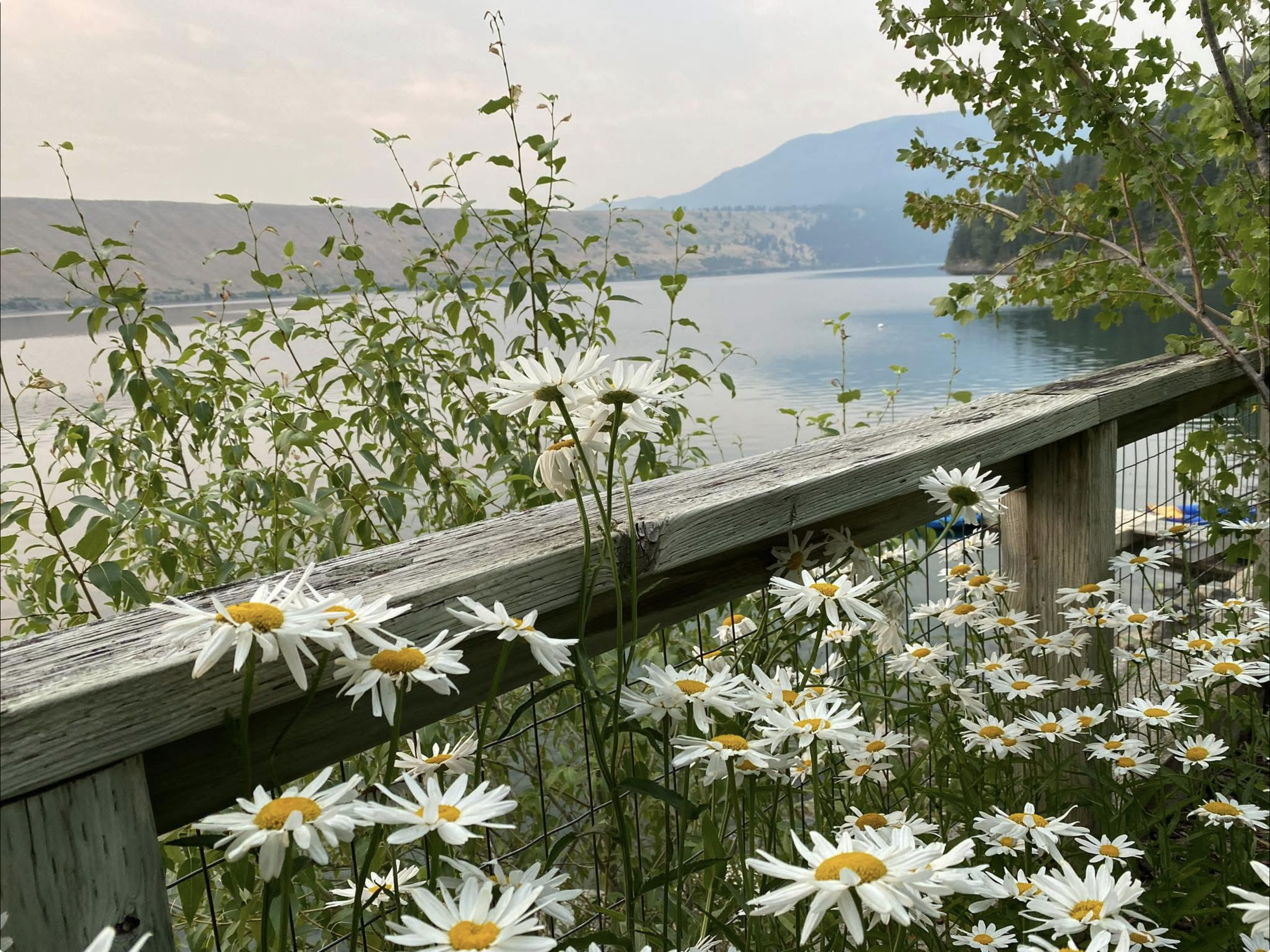 View of a lake with a mountains in the background, seen through green leafy trees and white daisies growing on a wooden railing in the foreground.
